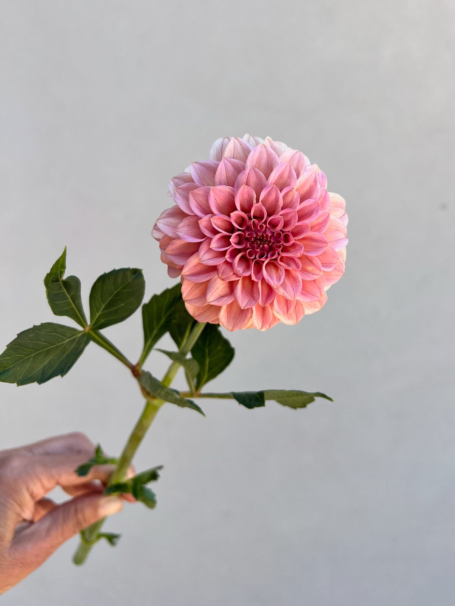 DAHLIA Rock Run Ashley