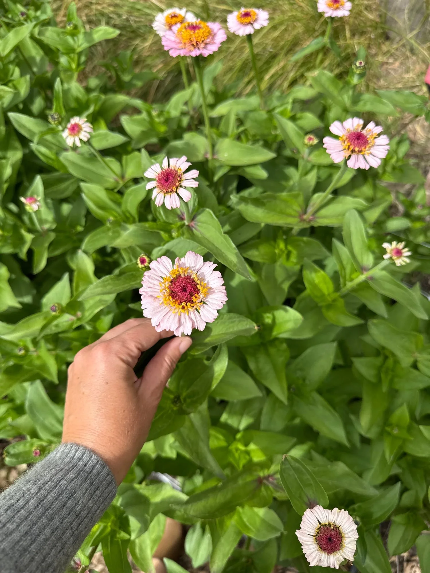 ZINNIA elegans Zinderella Lilac