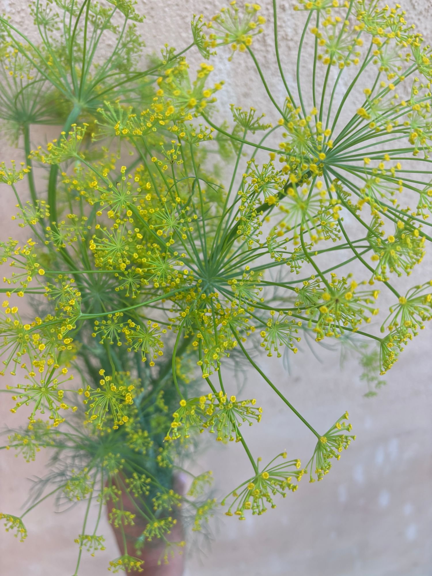 ANETHUM graveolens