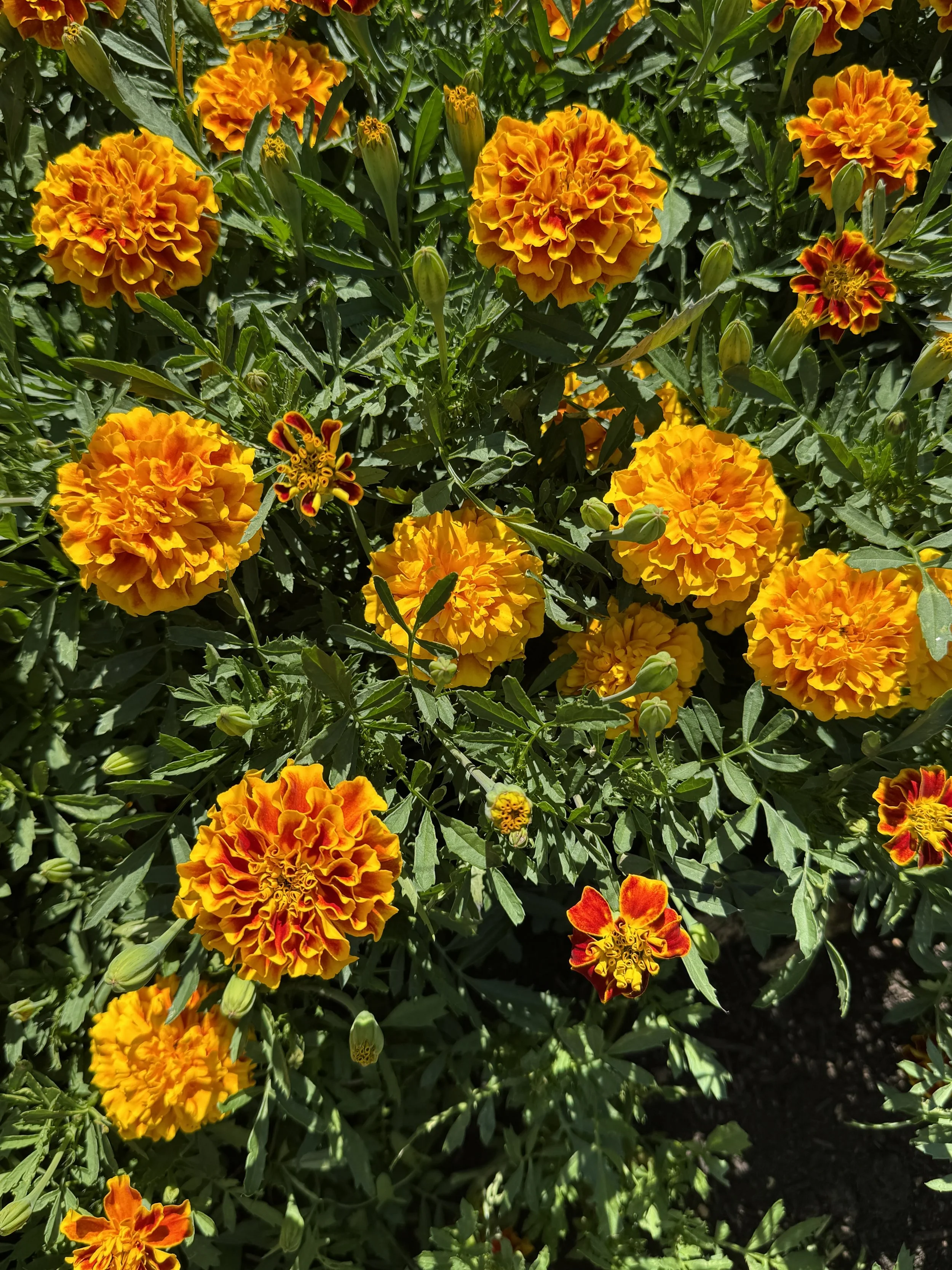 TAGETES patula Bonanza Bee