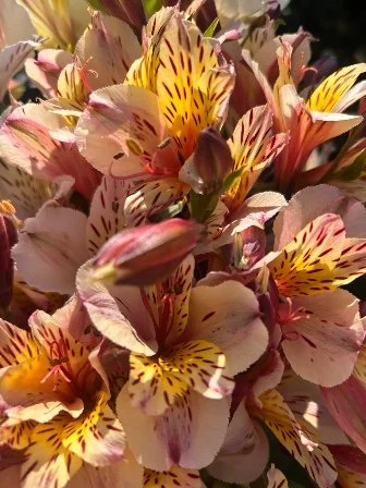 ALSTROEMERIA Champagne
