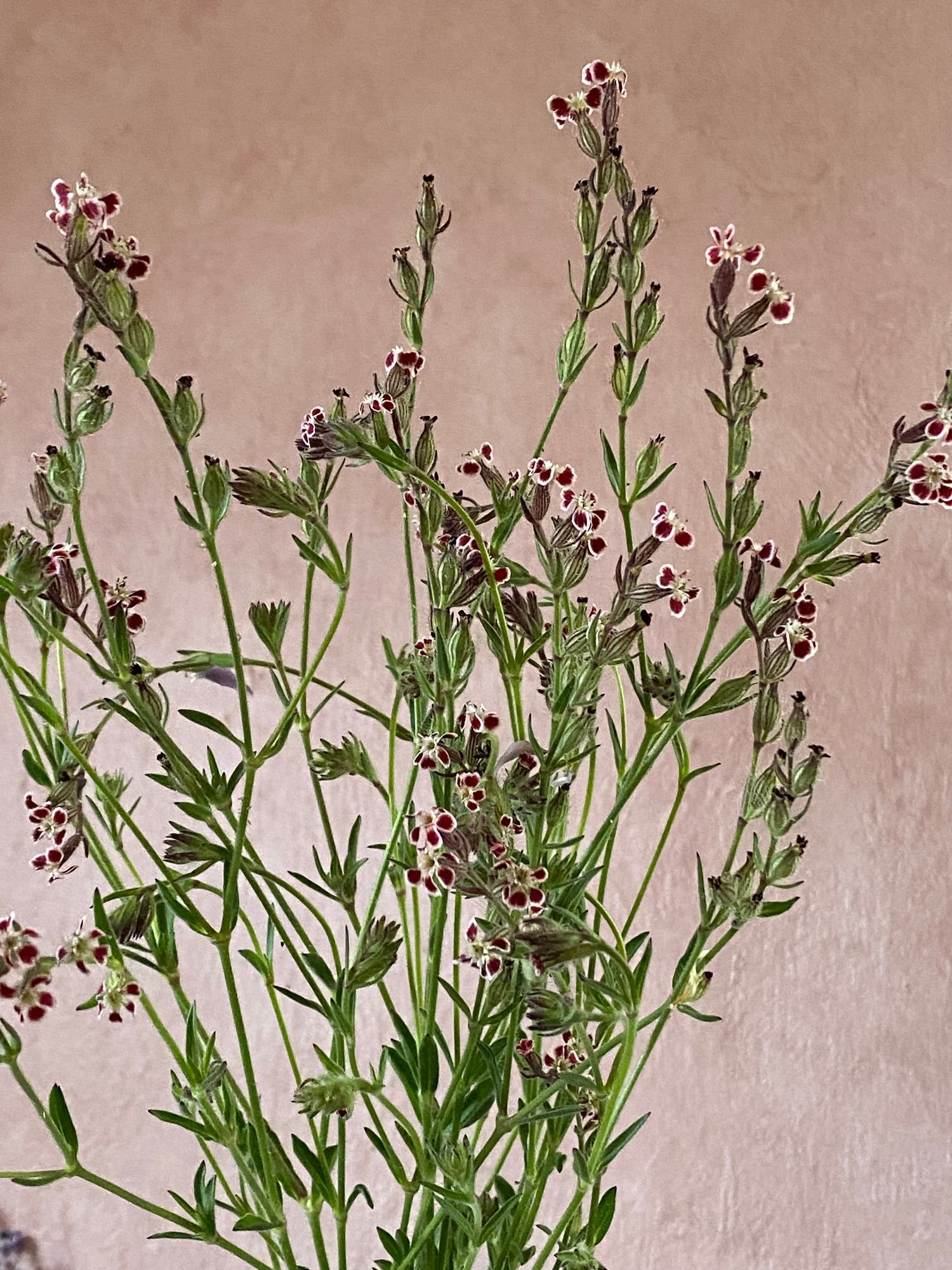Silene gallica 'French Catchfly'
