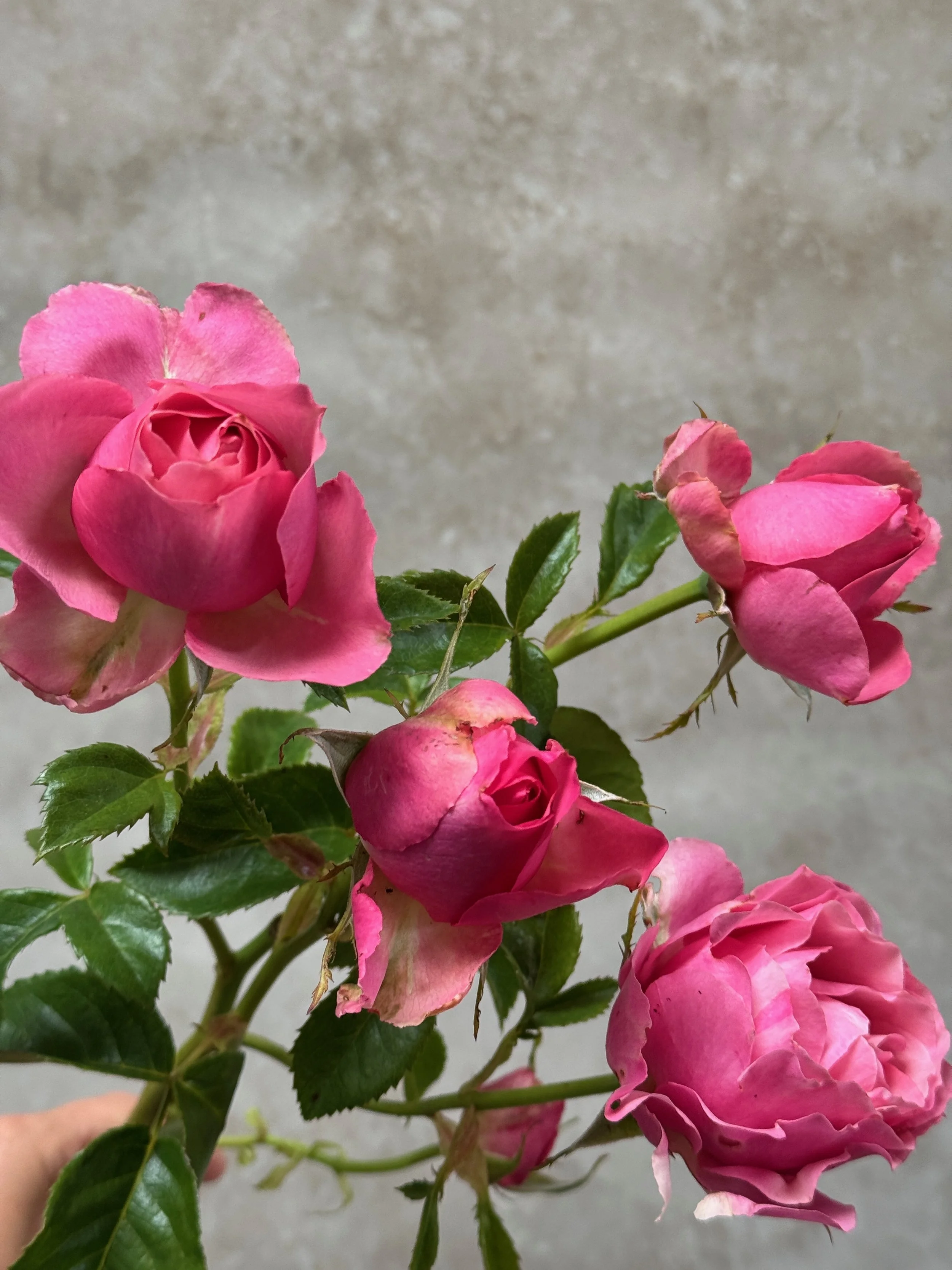 ROSA hybrida All Dressed Up