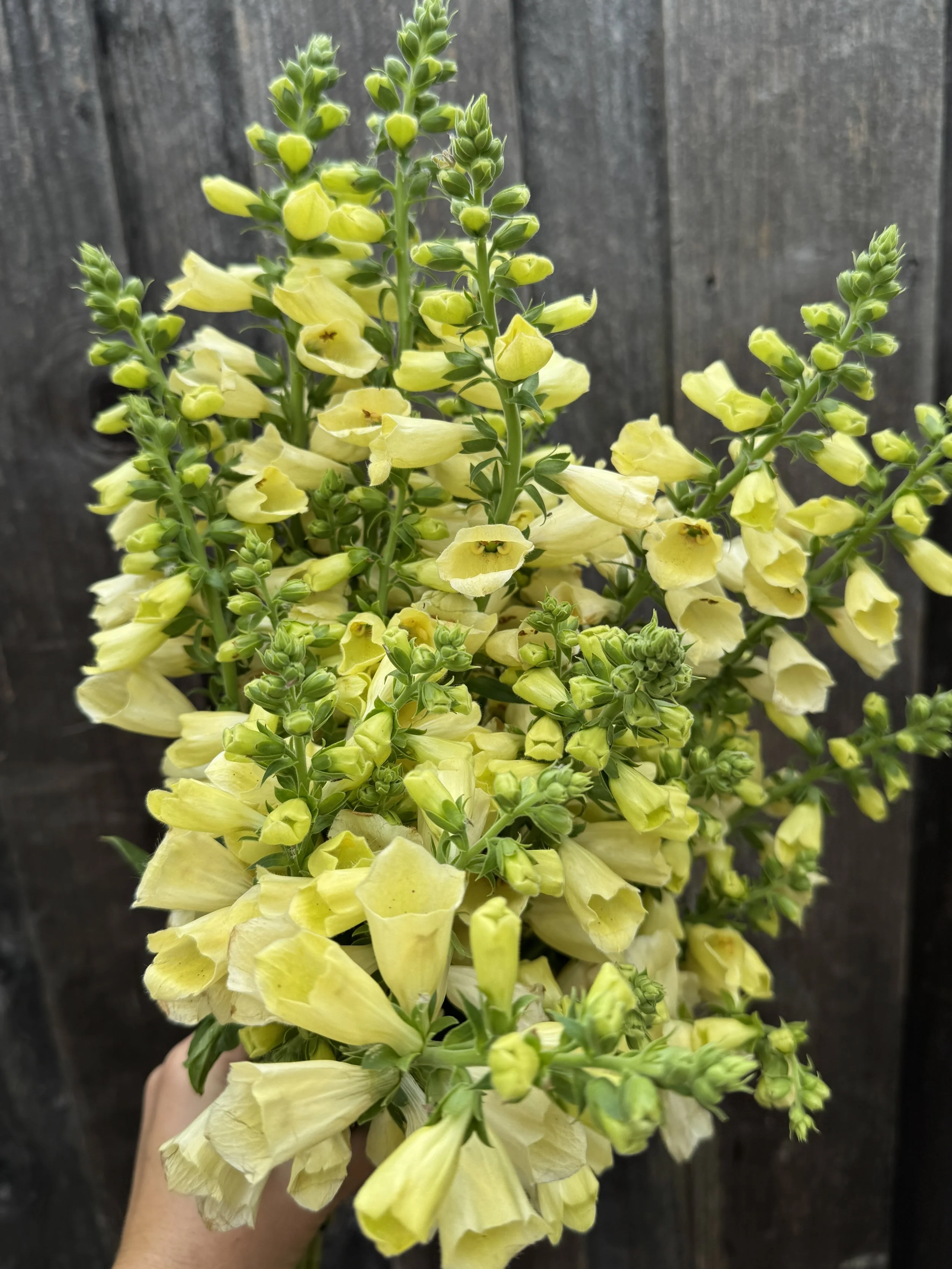 DIGITALIS hybrida Artic Fox Lemon Cream