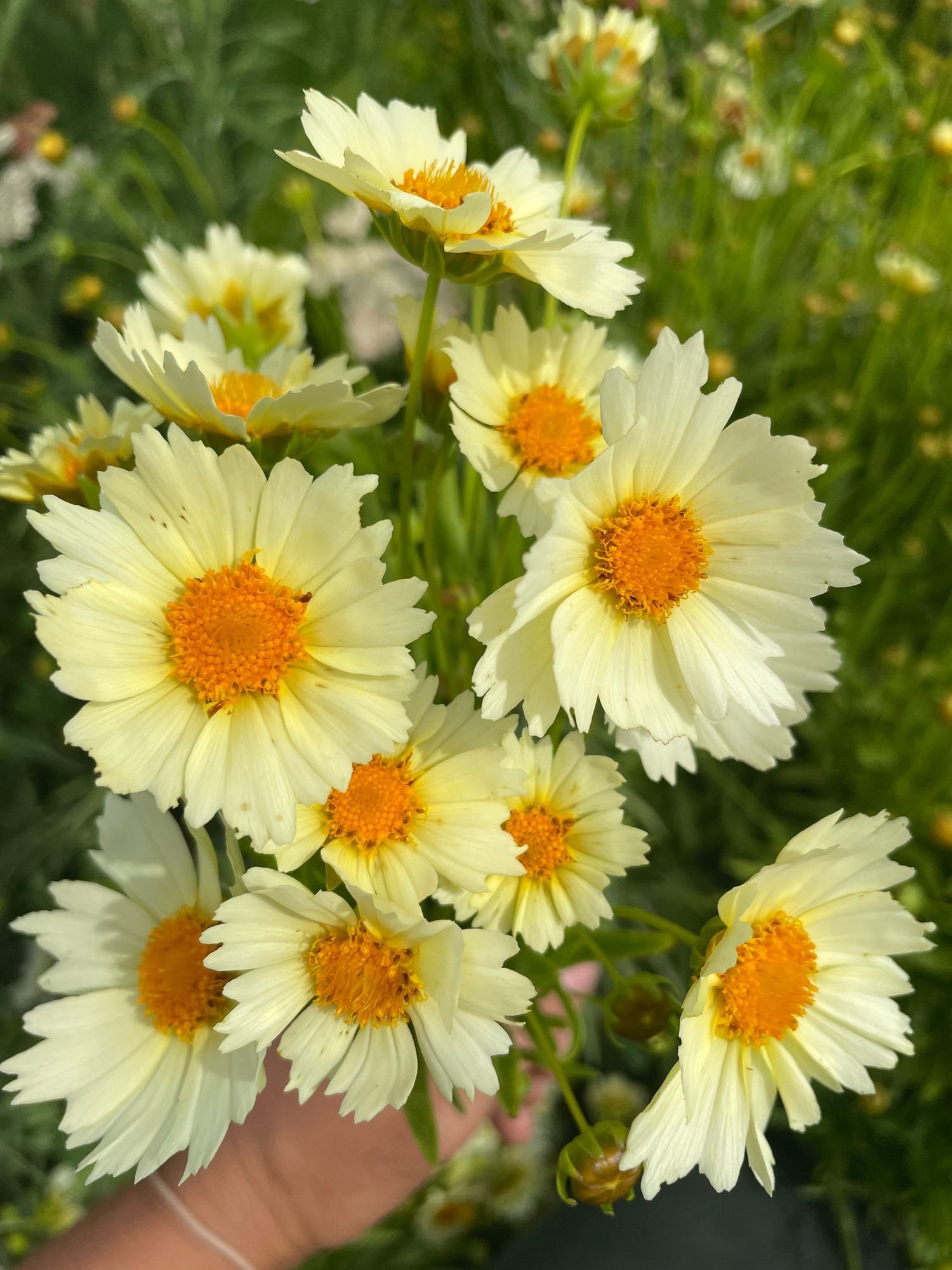 COREOPSIS x Uptick Cream