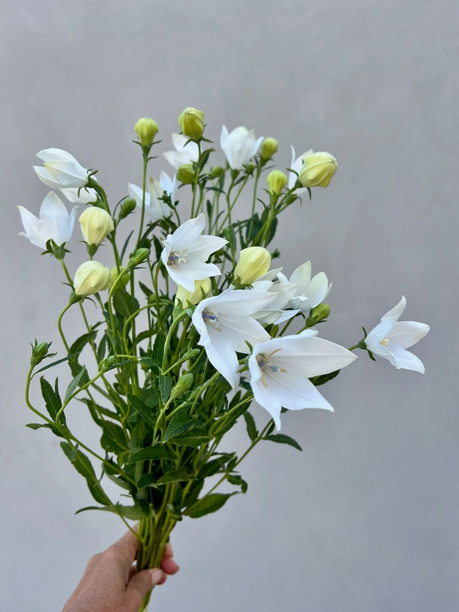 PLATYCODON grandiflorus Florist White