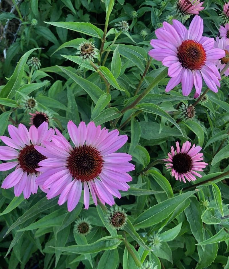 Echinacea purpurea 'Magnus Superior'