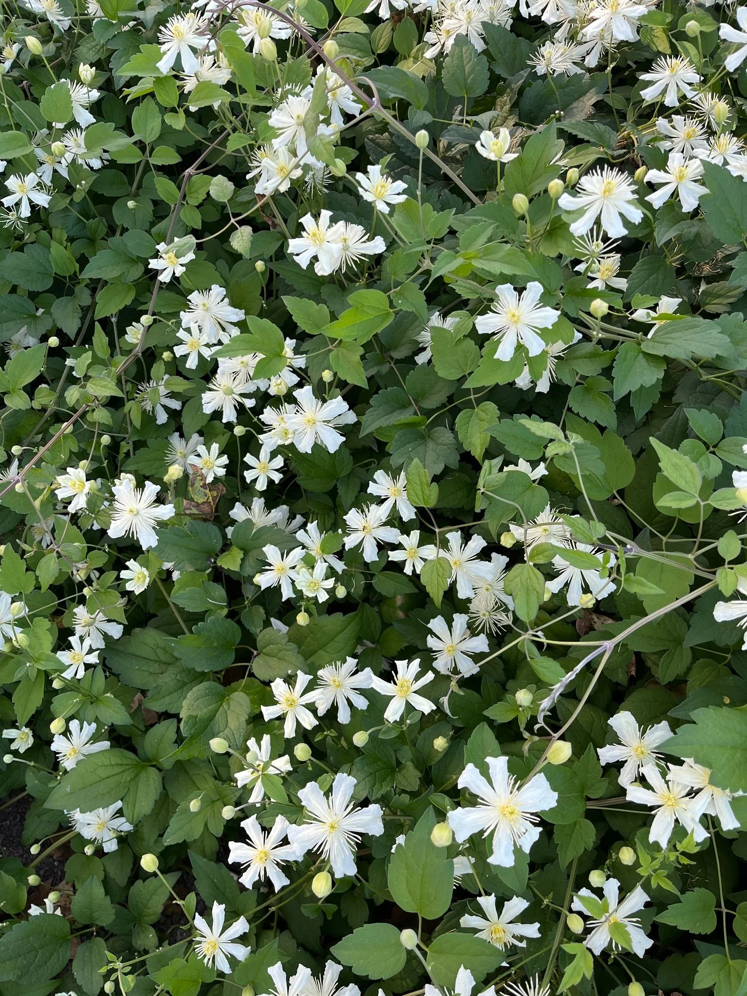 CLEMATIS fargesii x vitalba Paul Farges