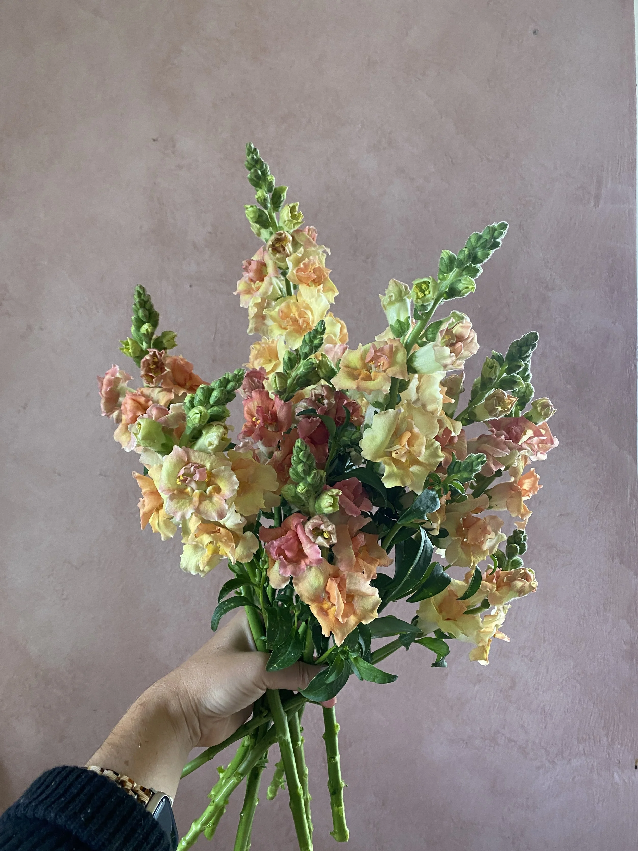Snapdragon 'Doubleshot Peach'