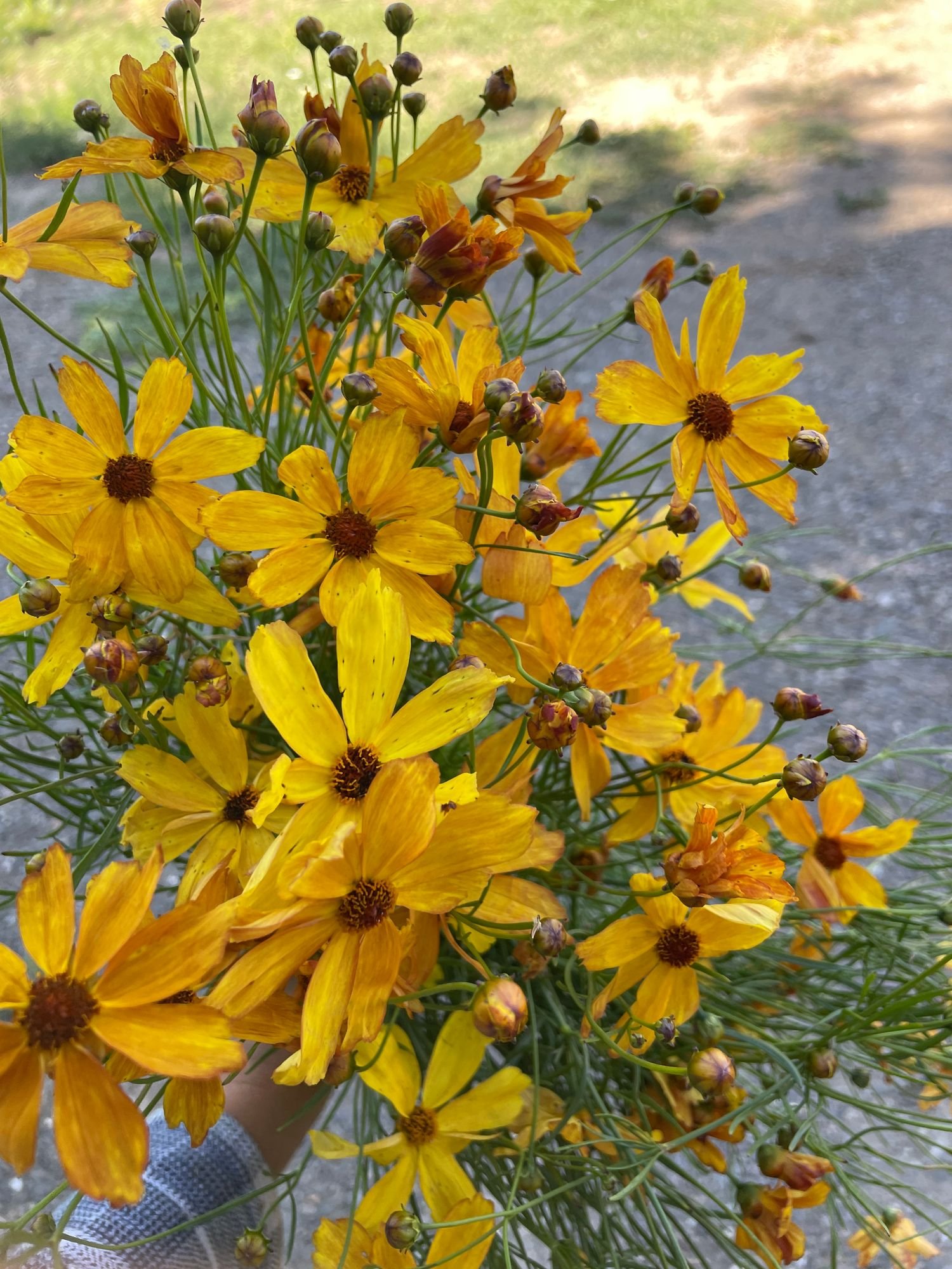 COREOPSIS x Fall Sensation Amber