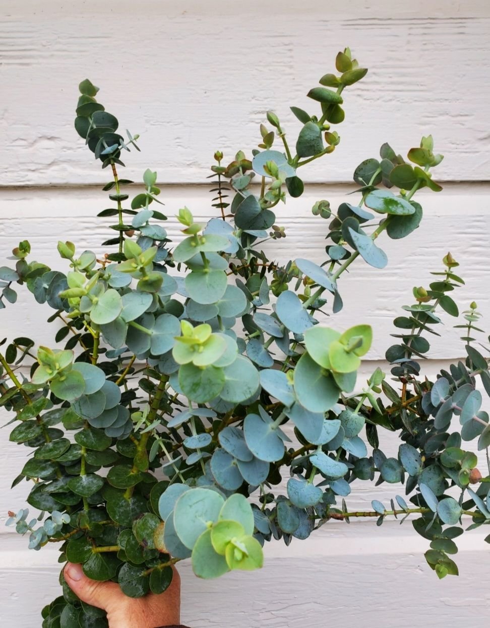 Eucalyptus 'Baby Dwarf Florist Blue'