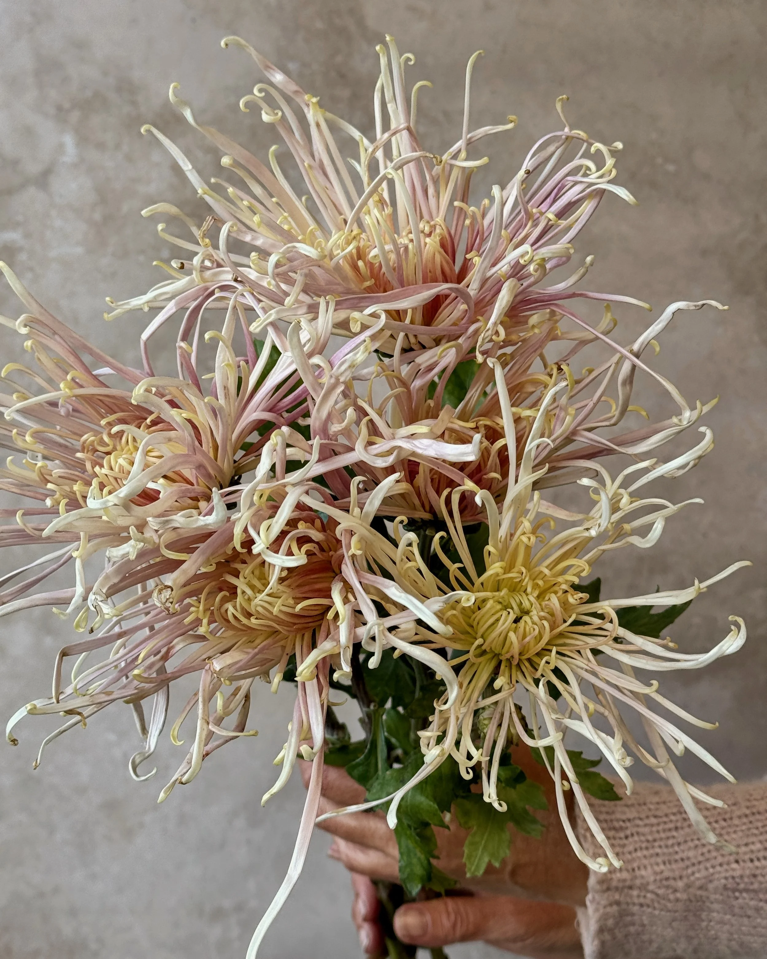 CHRYSANTHEMUM x Evan's Dream