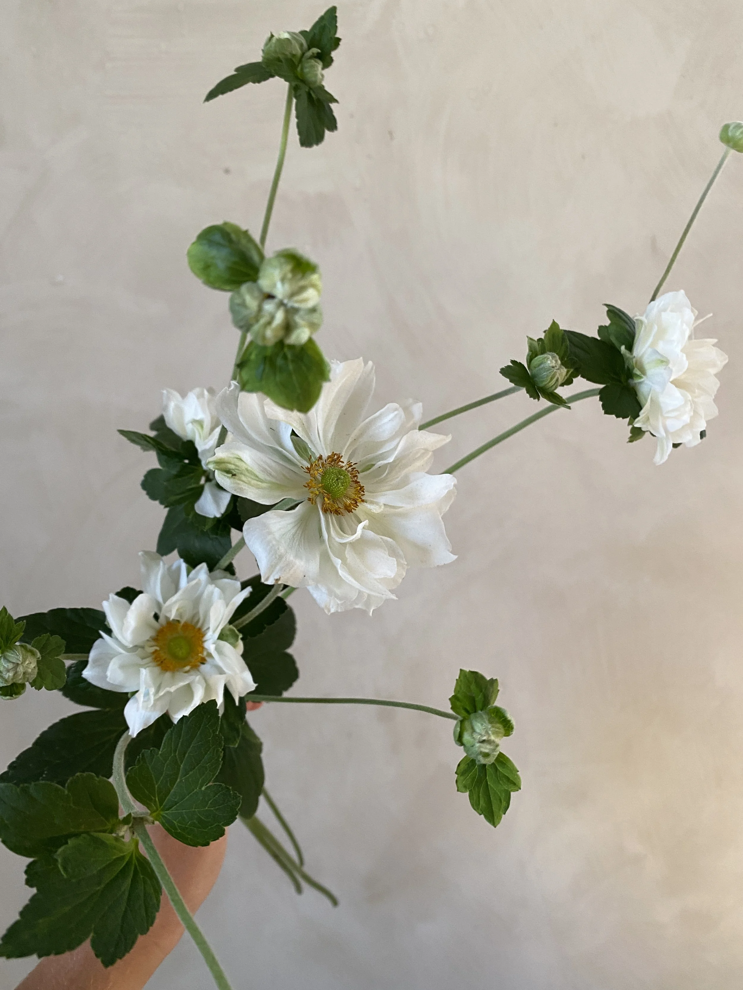 ANEMONE x Whirlwind