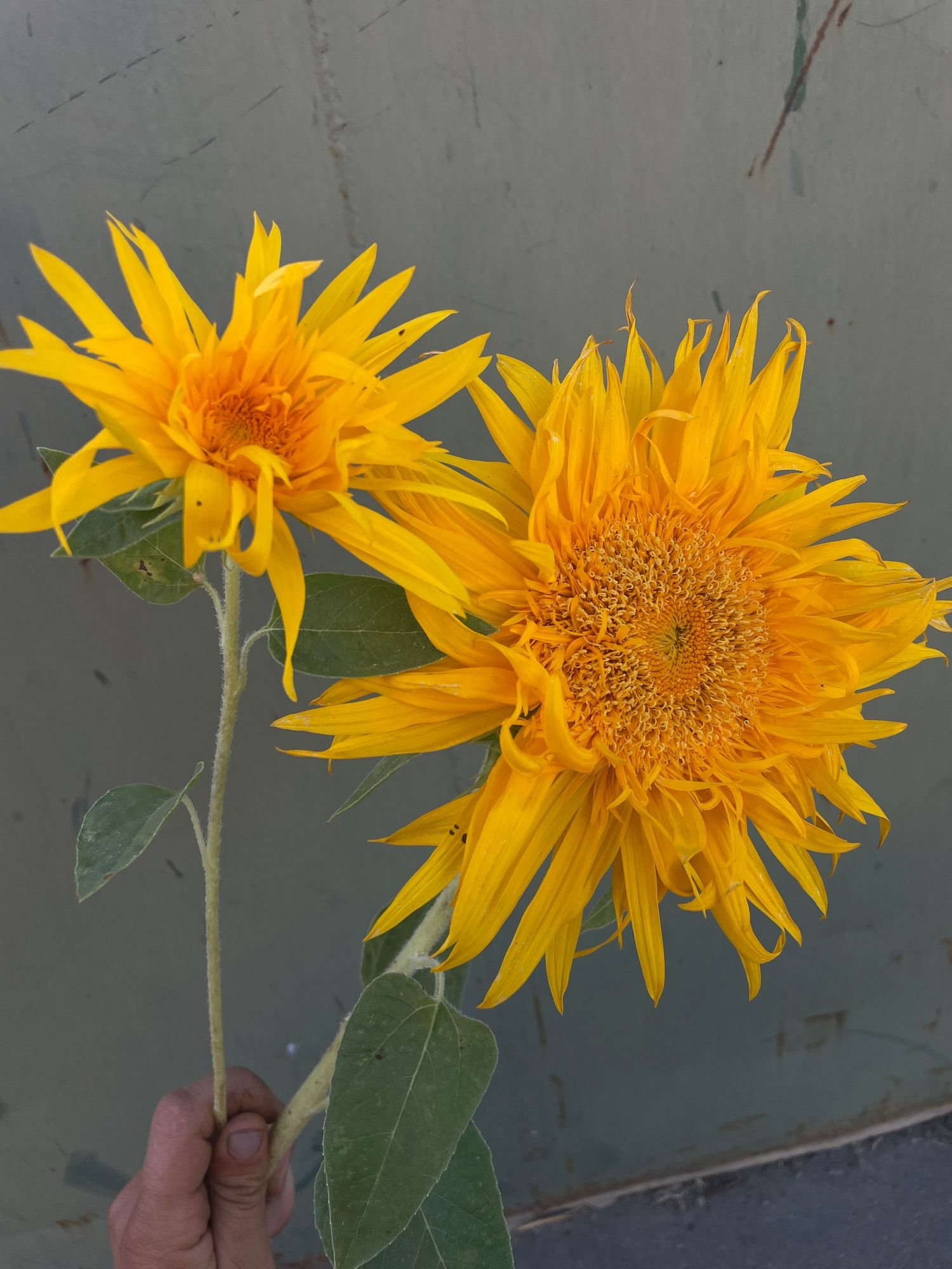 HELIANTHUS annuus Just Crazy