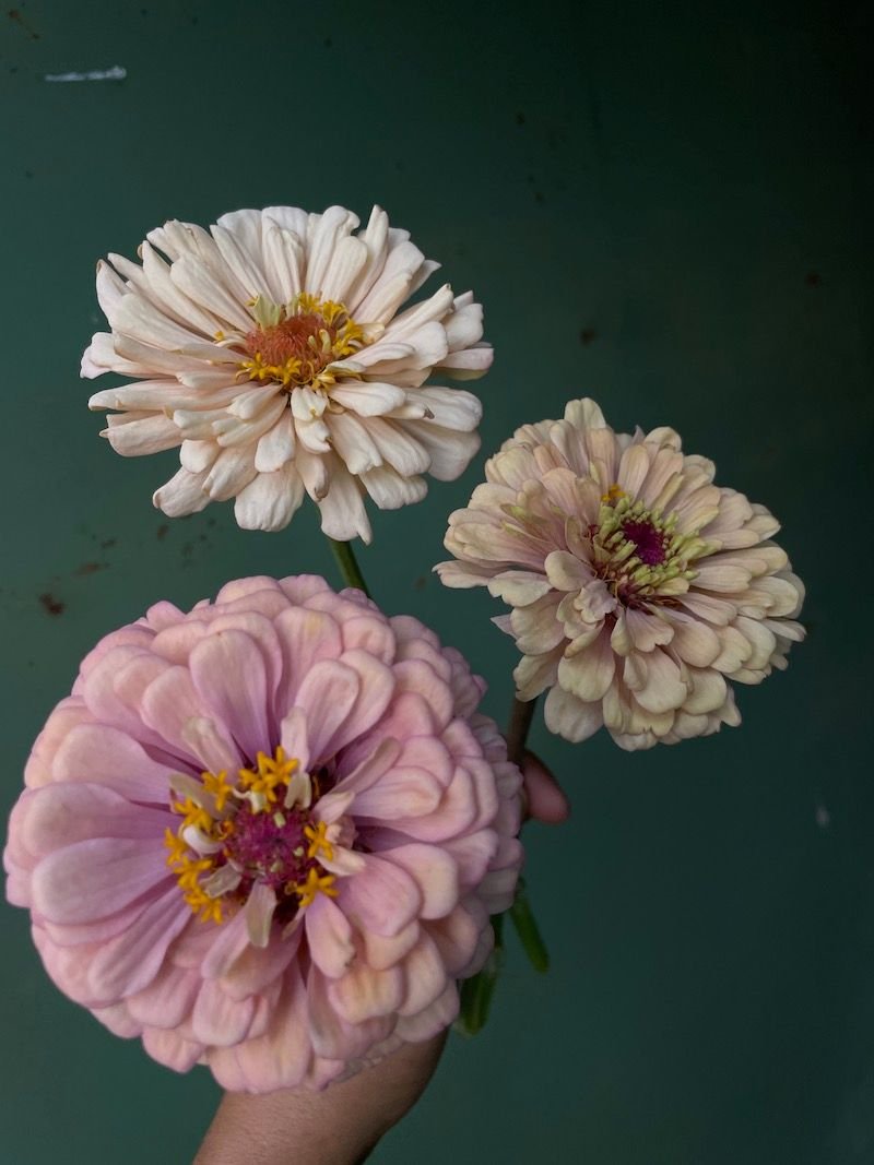 Zinnia 'Alpenglow'