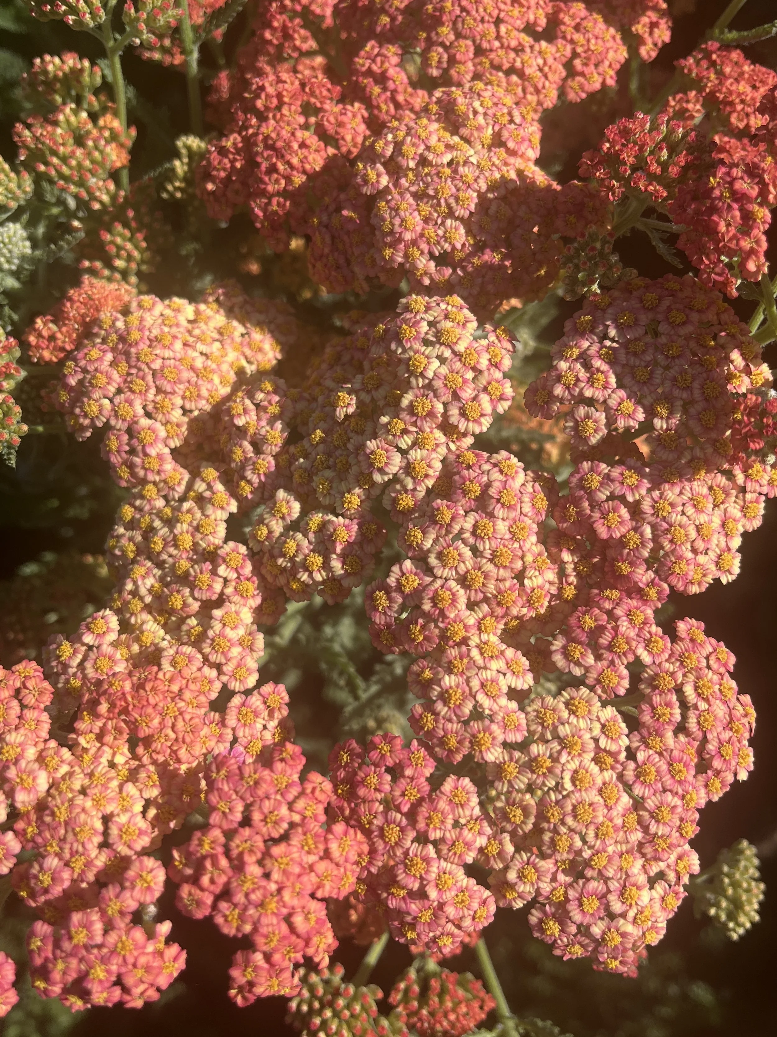 ACHILLEA x Firefly Peach