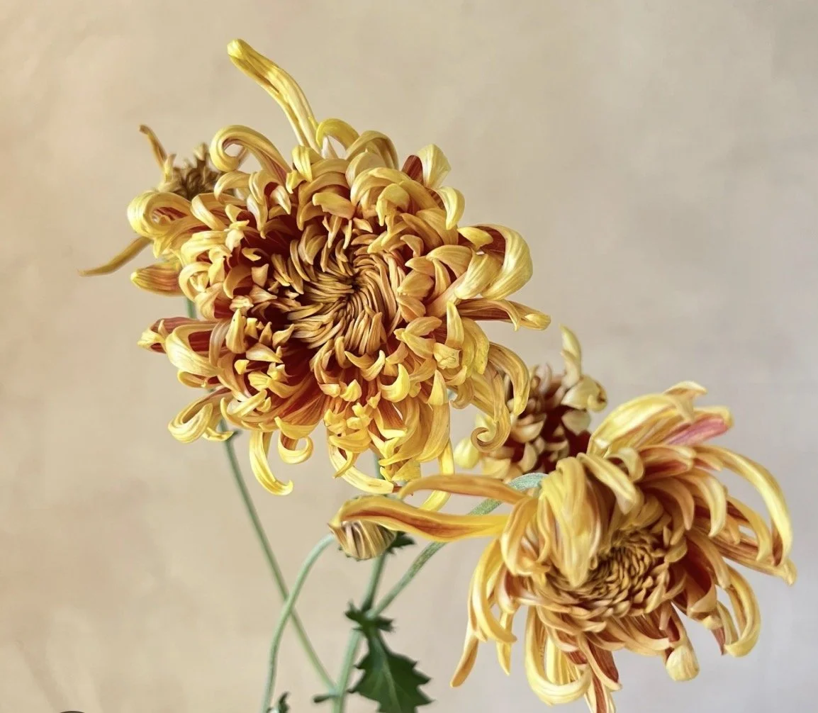 CHRYSANTHEMUM x Nijin Bigo
