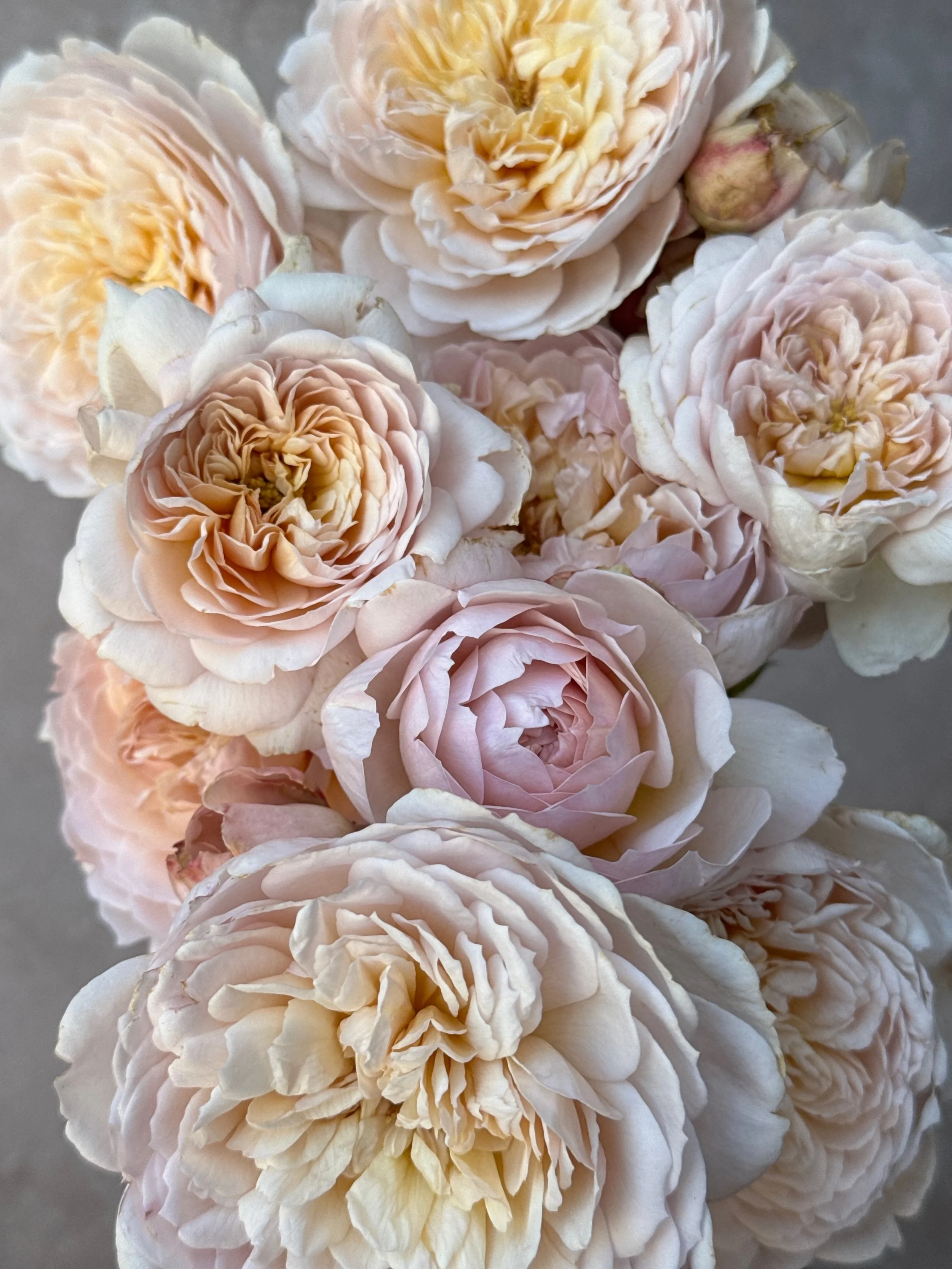 ROSA hybrida Emily Bronte