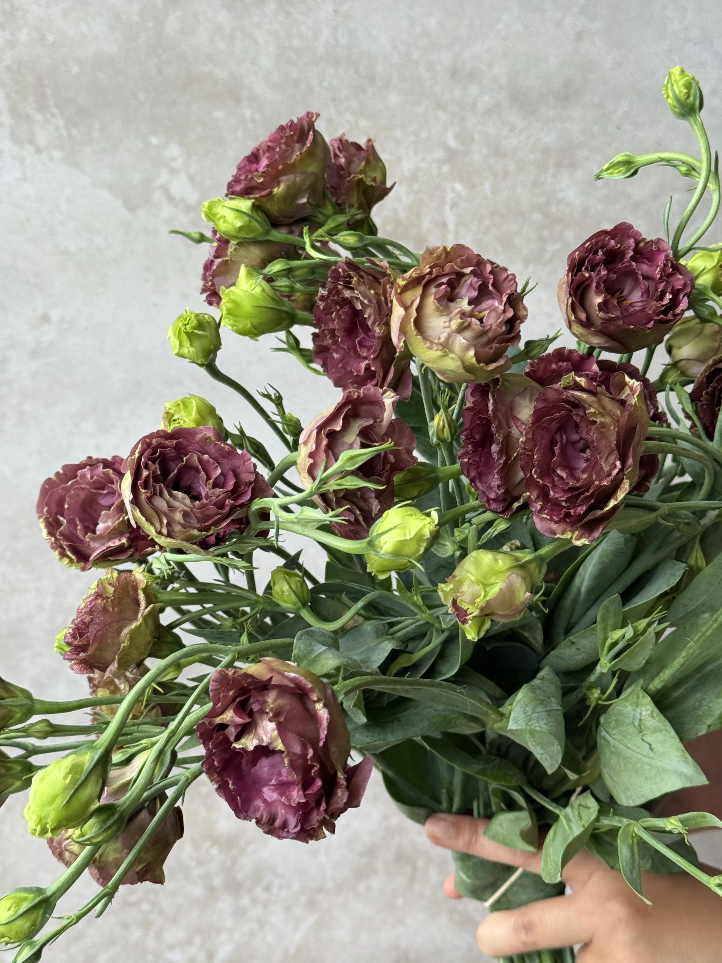 EUSTOMA grandiflorum Rosanne