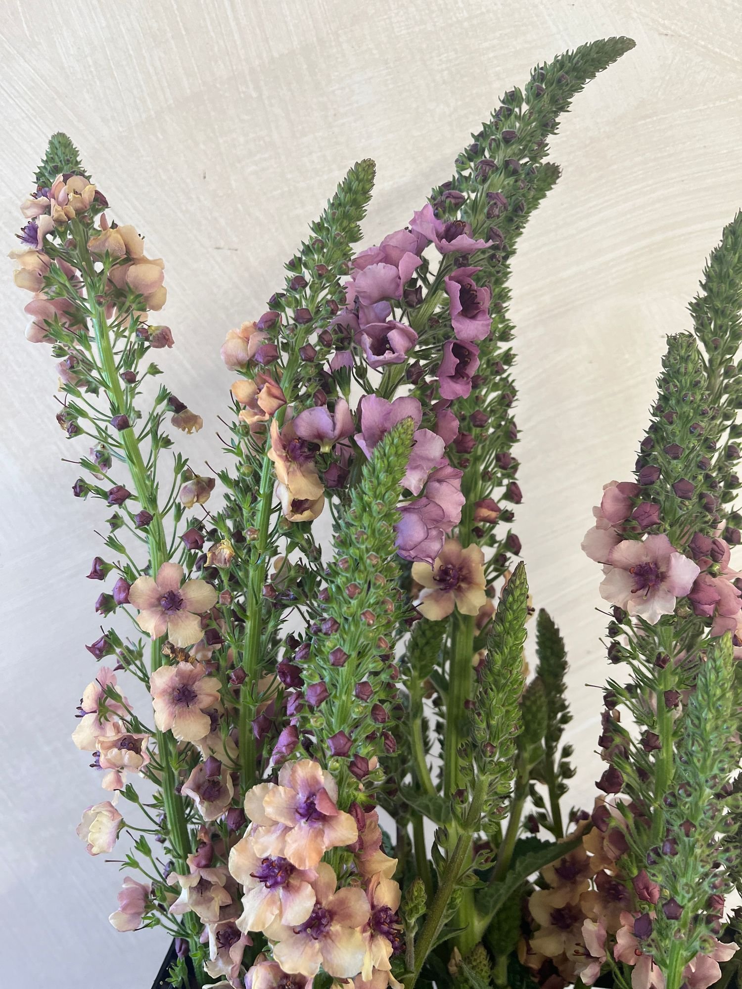 VERBASCUM x Southern Charm