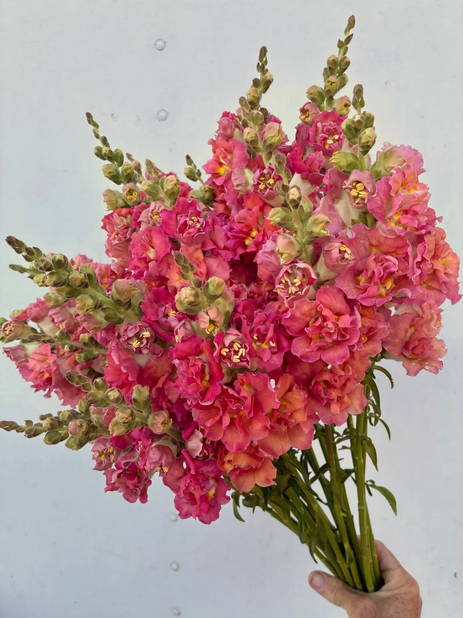 ANTIRRHINUM majus Madame Butterfly Cherry Bronze