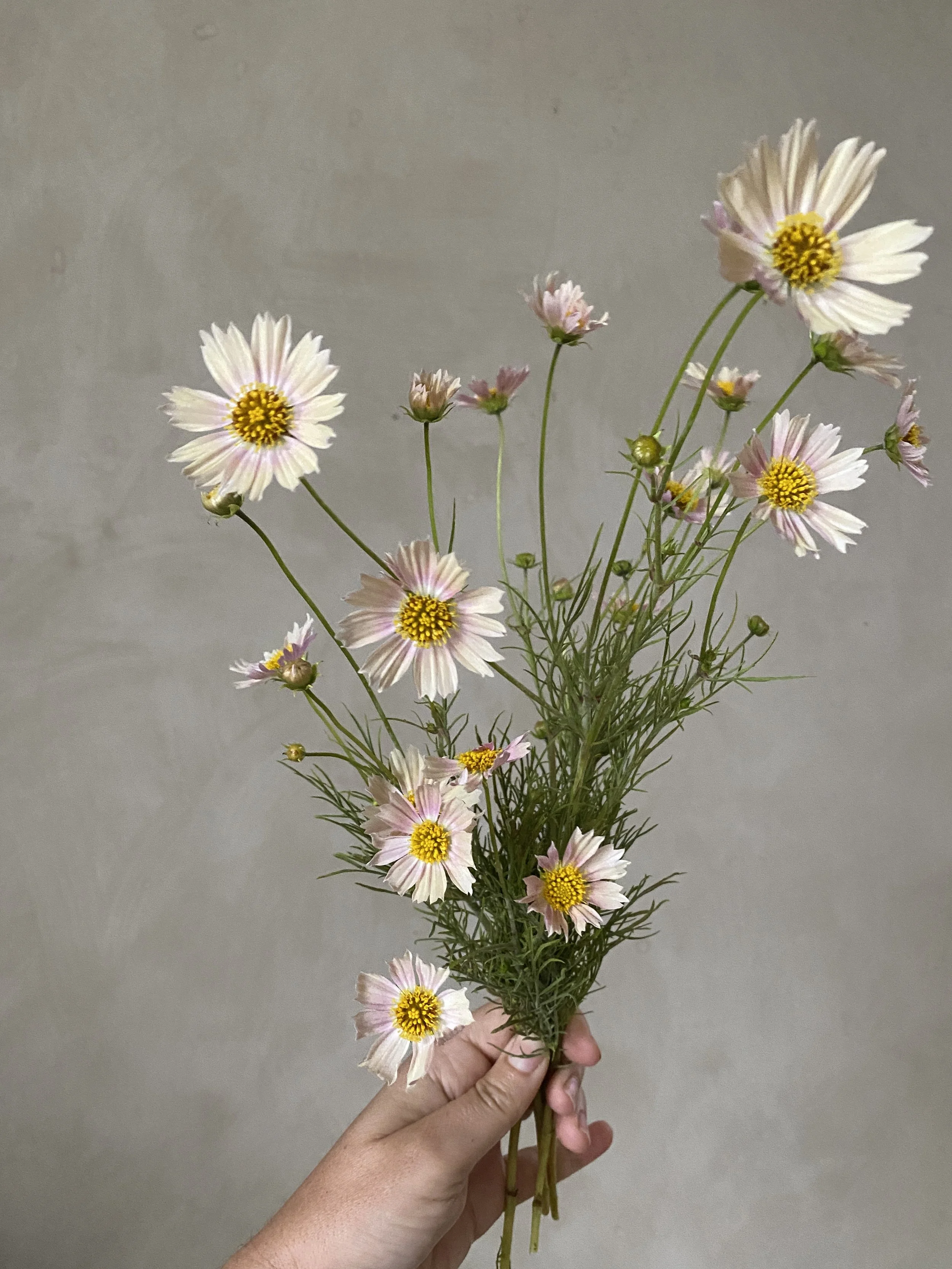 COSMOS Apricot Lemonade