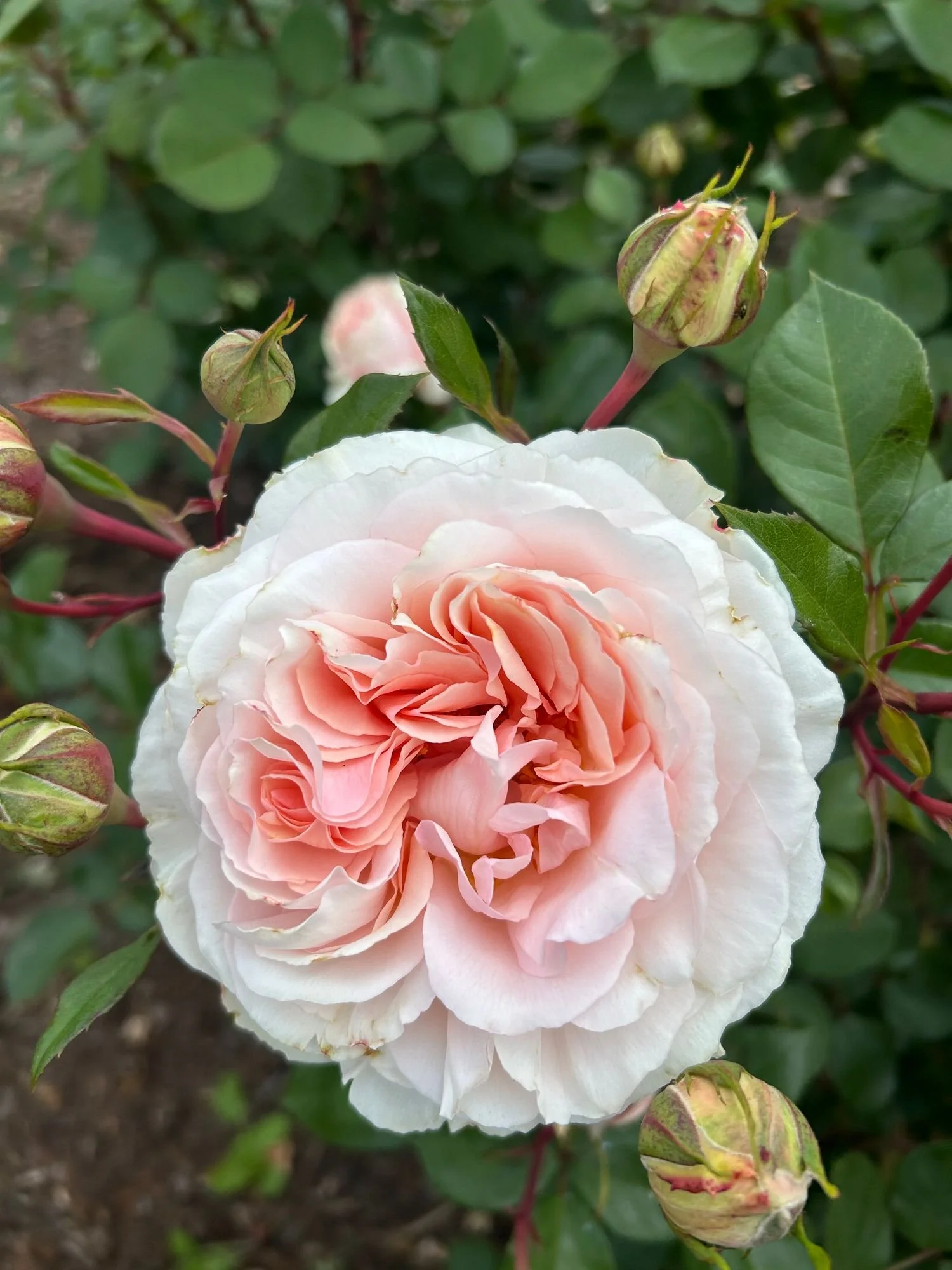 ROSA hybrida Parfuma Bliss
