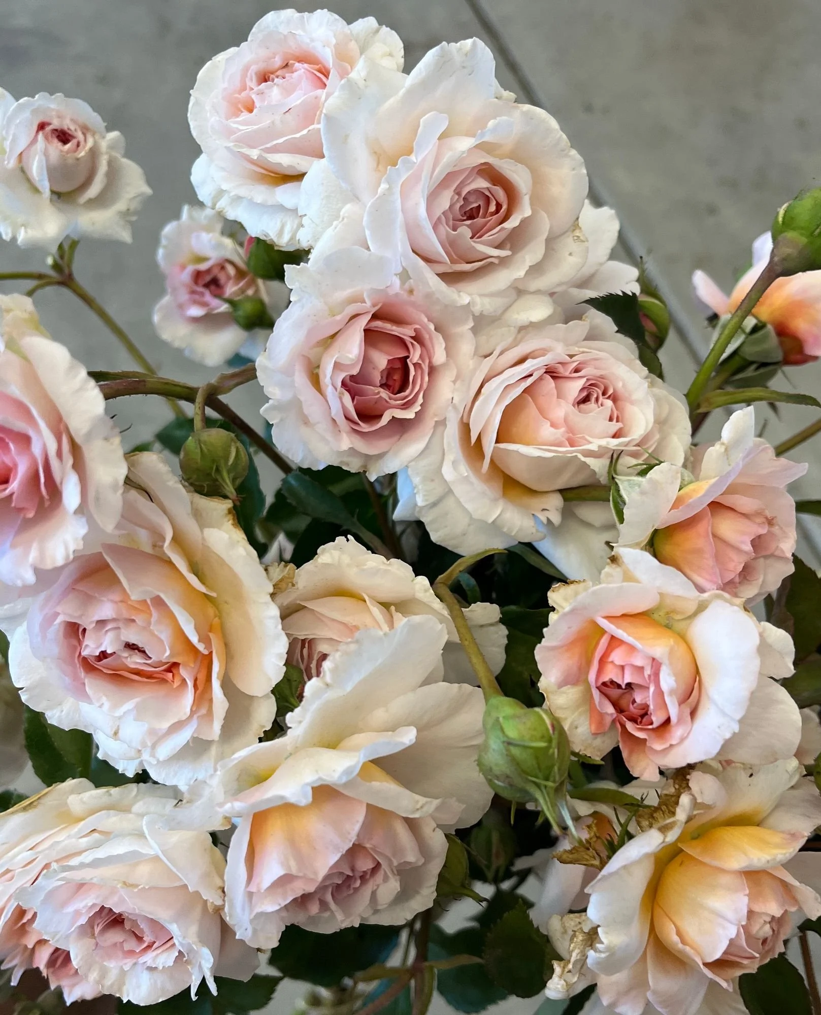 ROSA hybrida James Galway