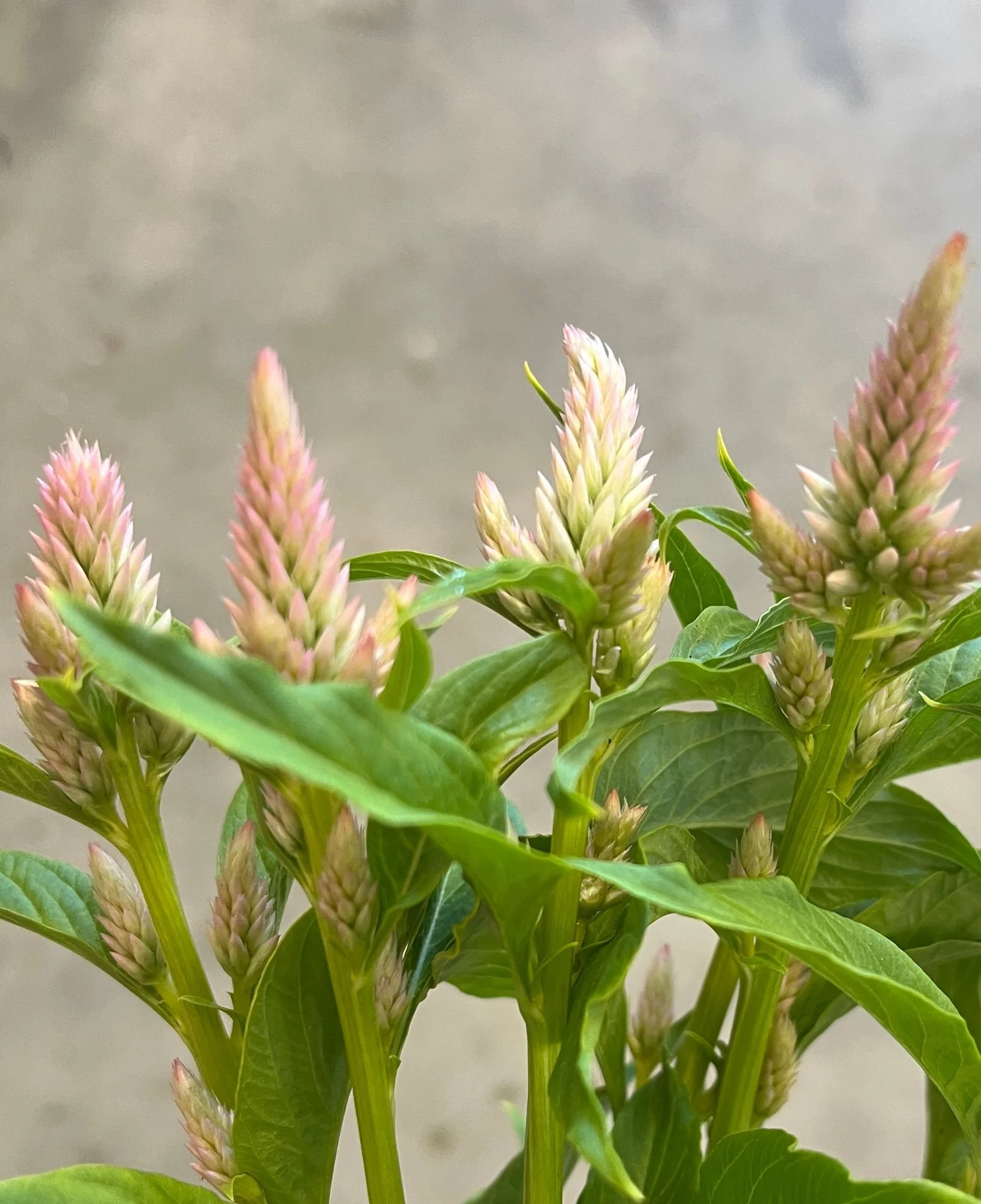 CELOSIA argentea