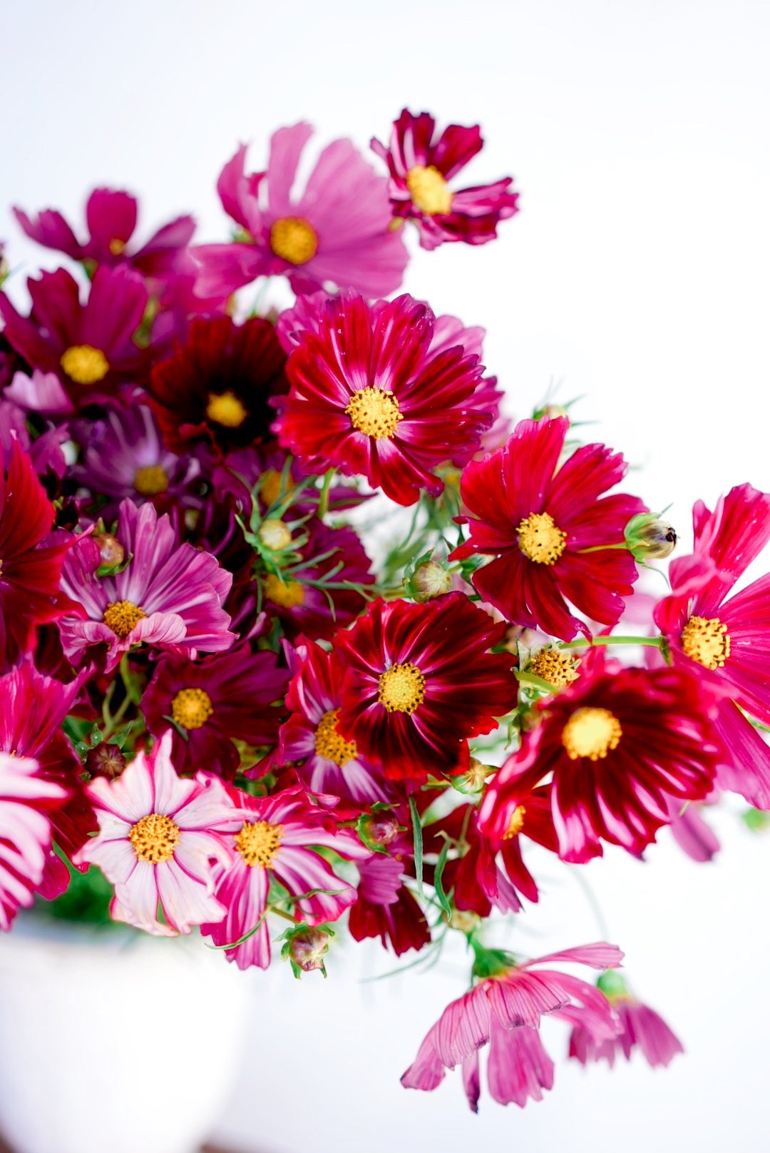 COSMOS bipinnatus Rubenza