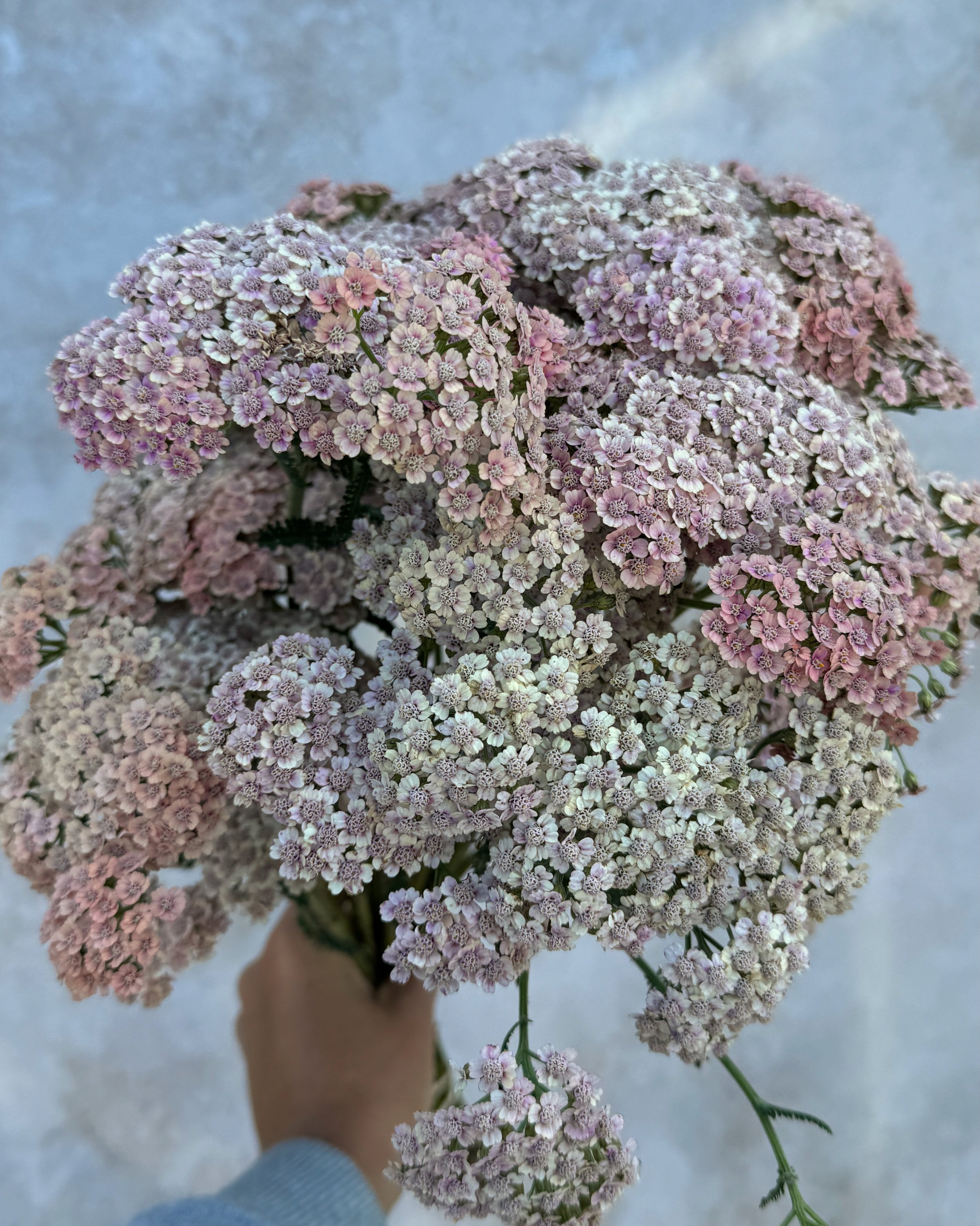 ACHILLEA millefolium Cameo