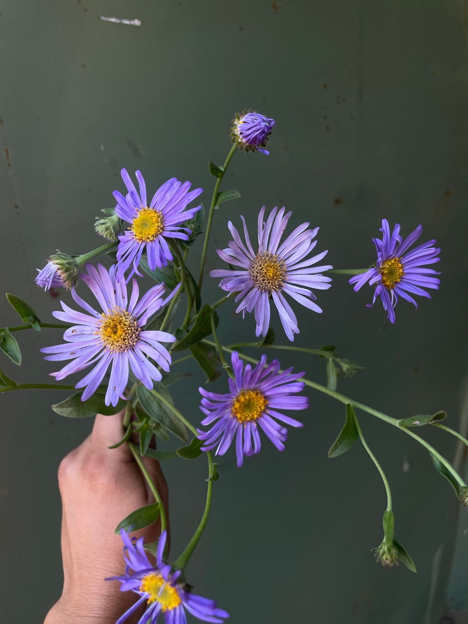 ASTER x friktarii Monch
