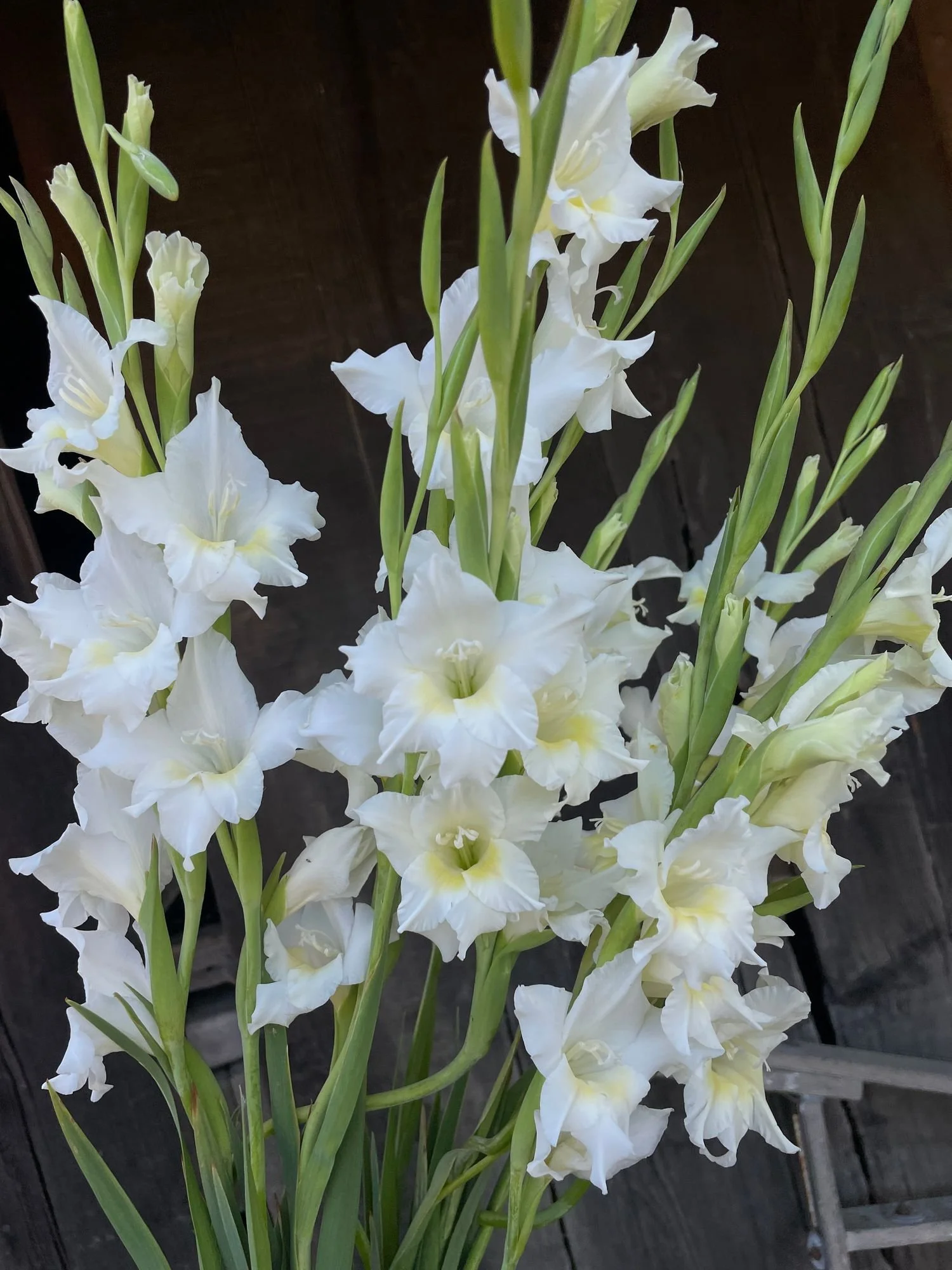 GLADIOLUS x colvillii Albus