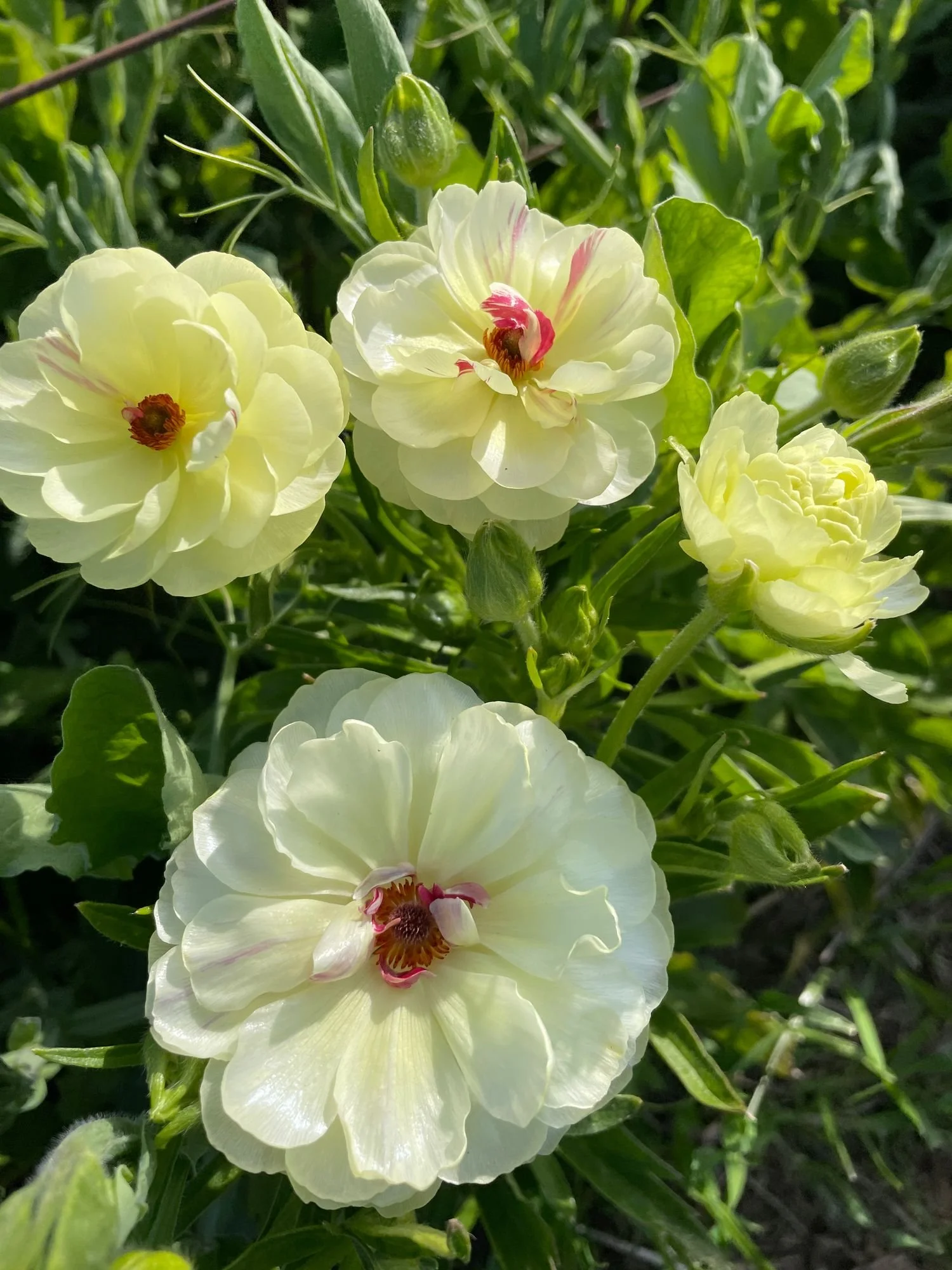 RANUNCULUS Butterfly Ninos