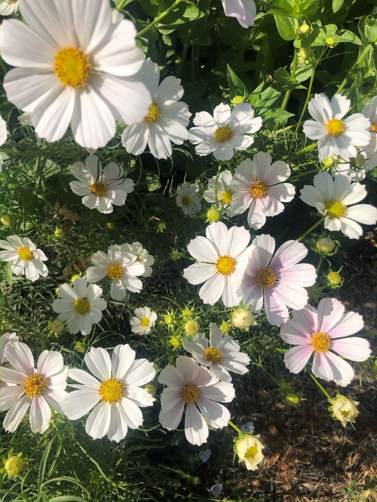 Cosmos 'Versailles White'