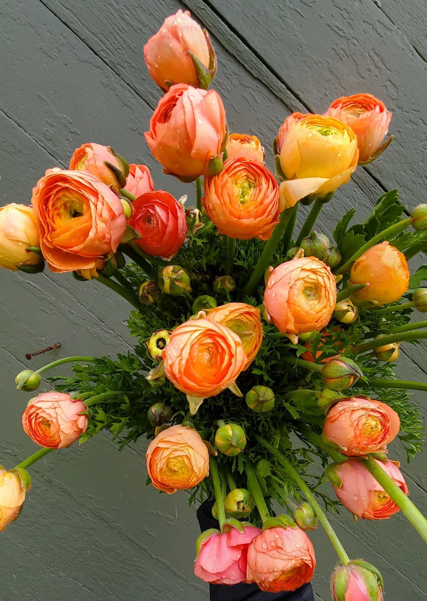 Ranunculus