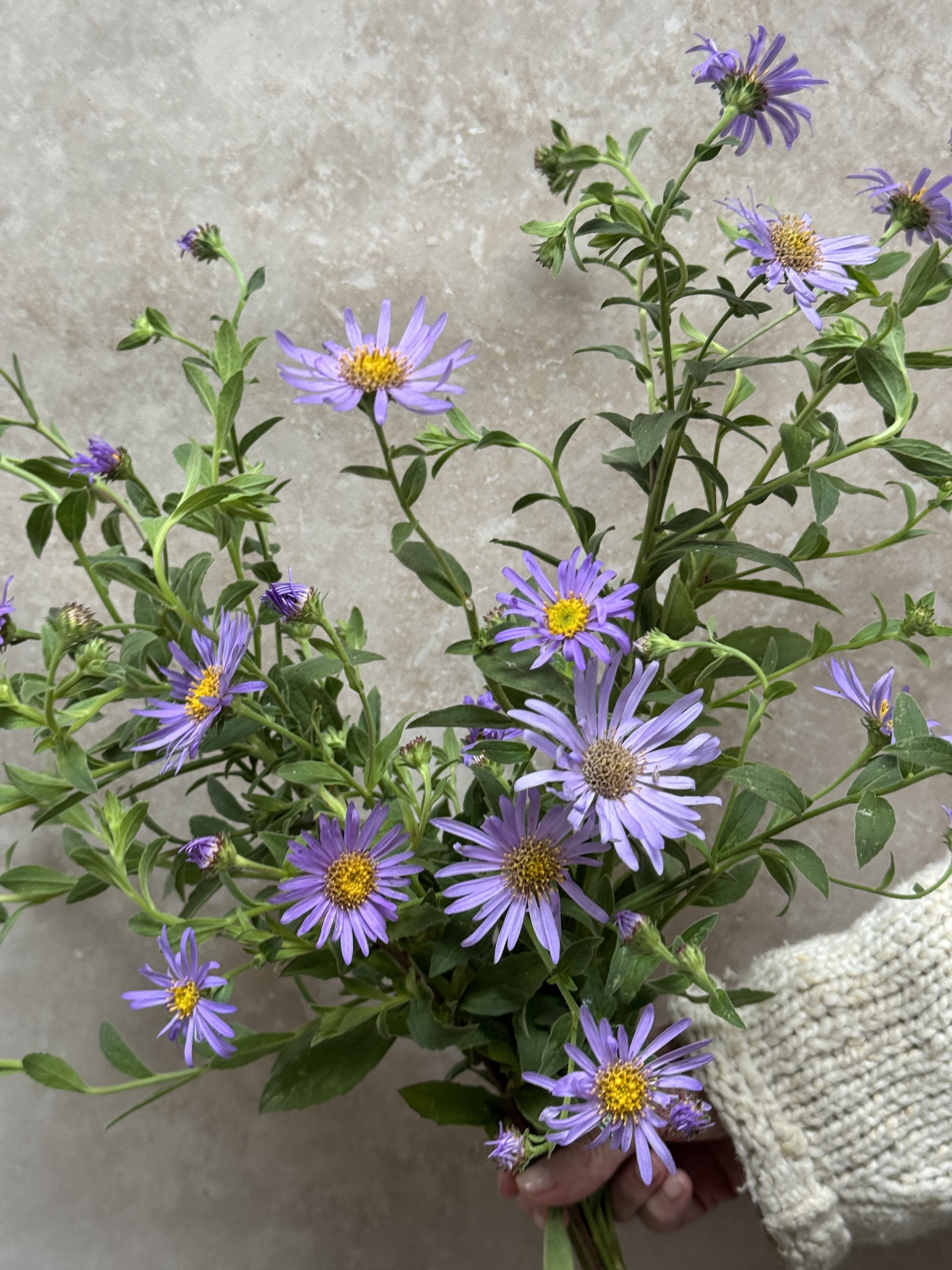 ASTER x friktarii Monch