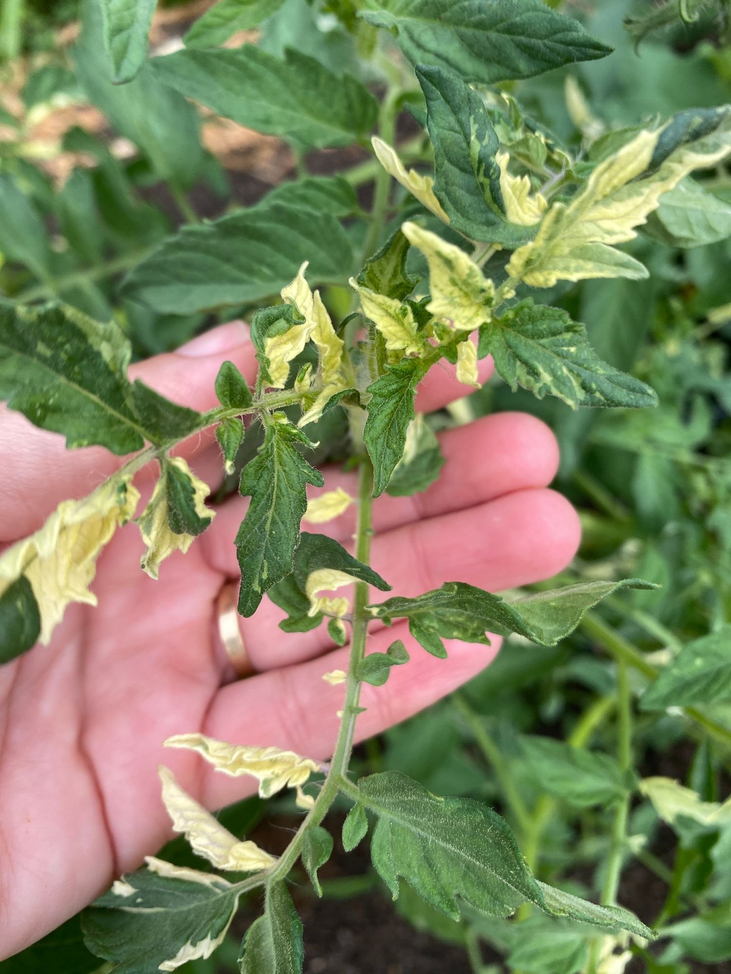 Tomato 'Variegata'