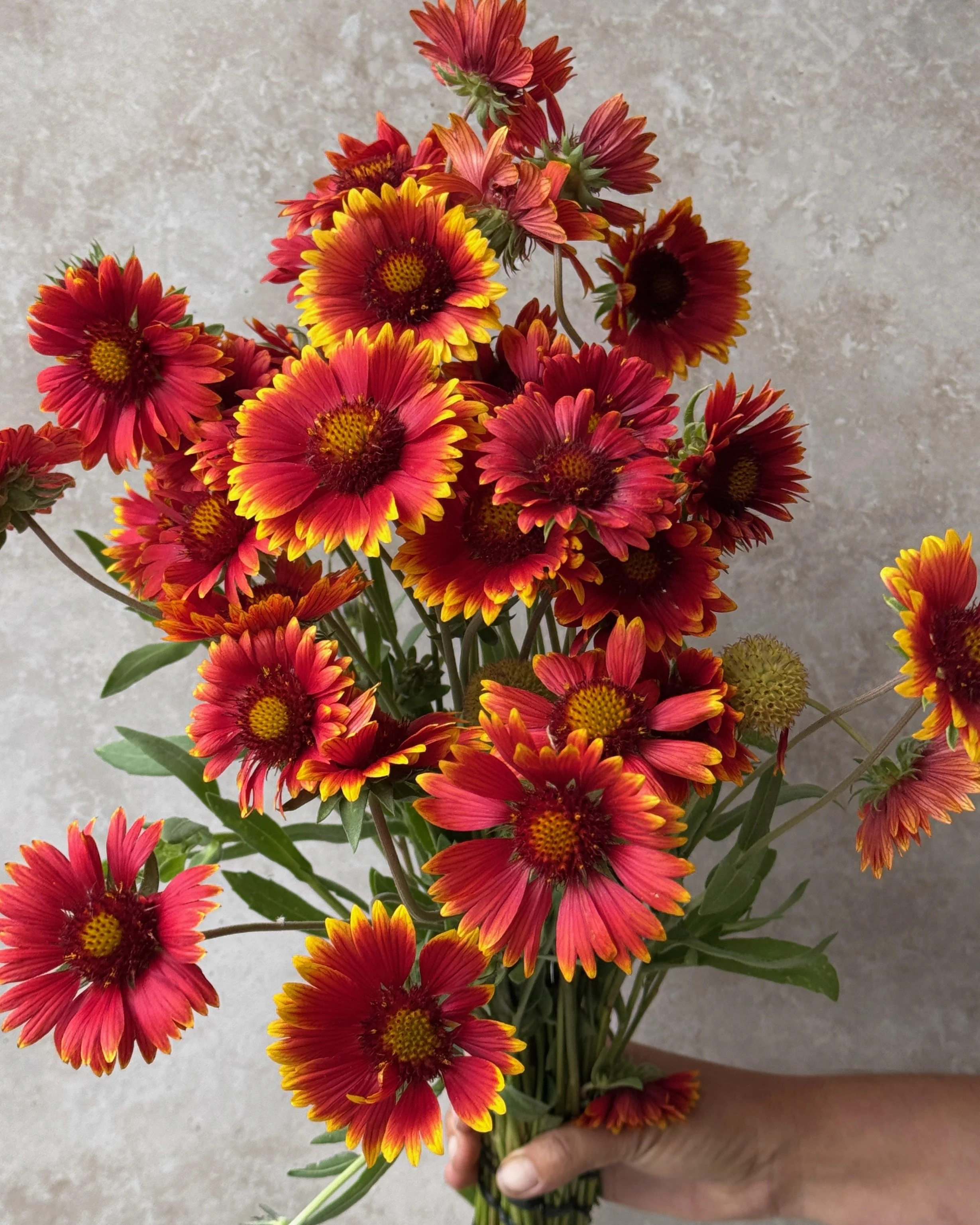 GAILLARDIA aristata Burgundy