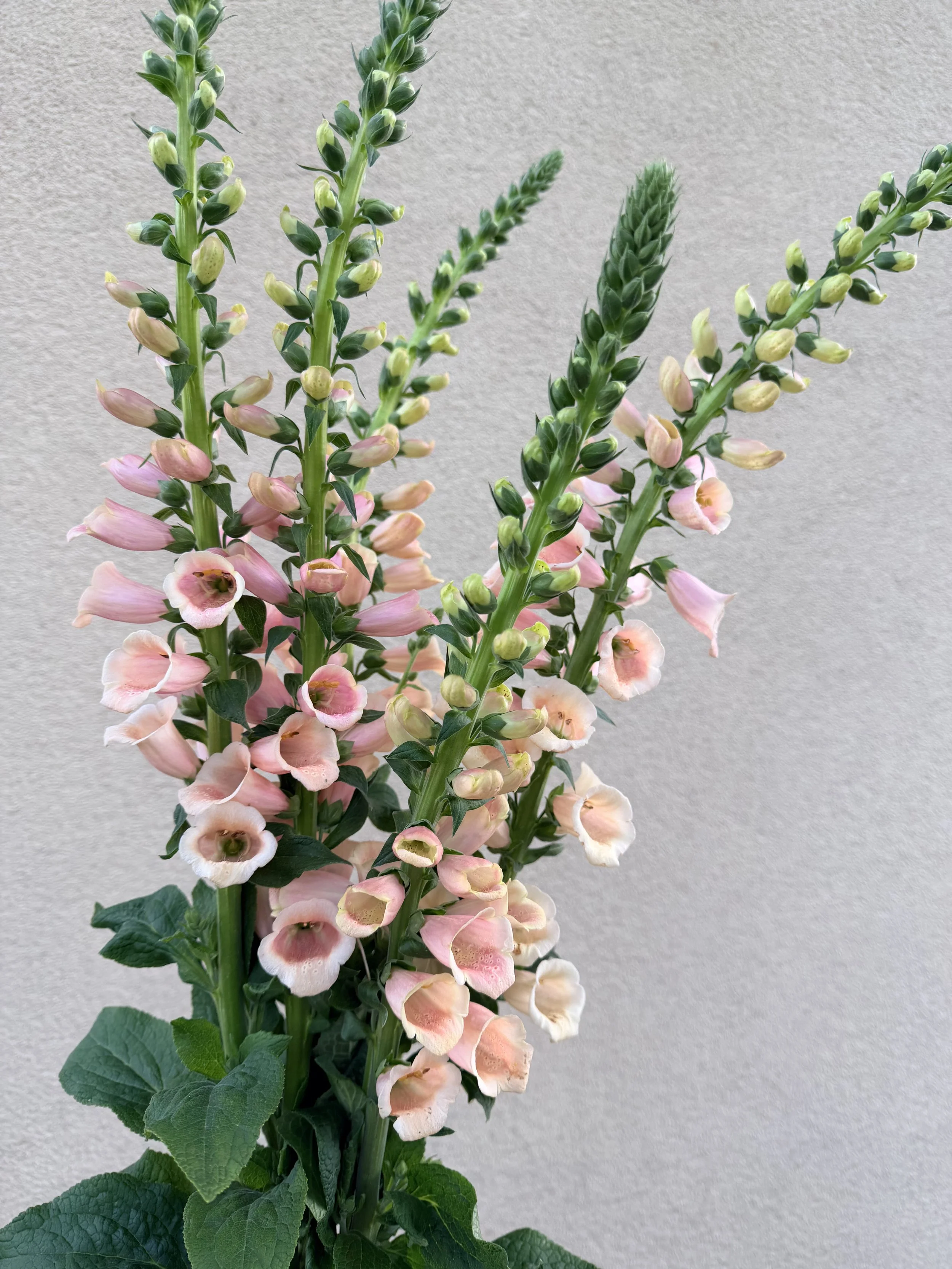 DIGITALIS purpurea Dalmatian Peach