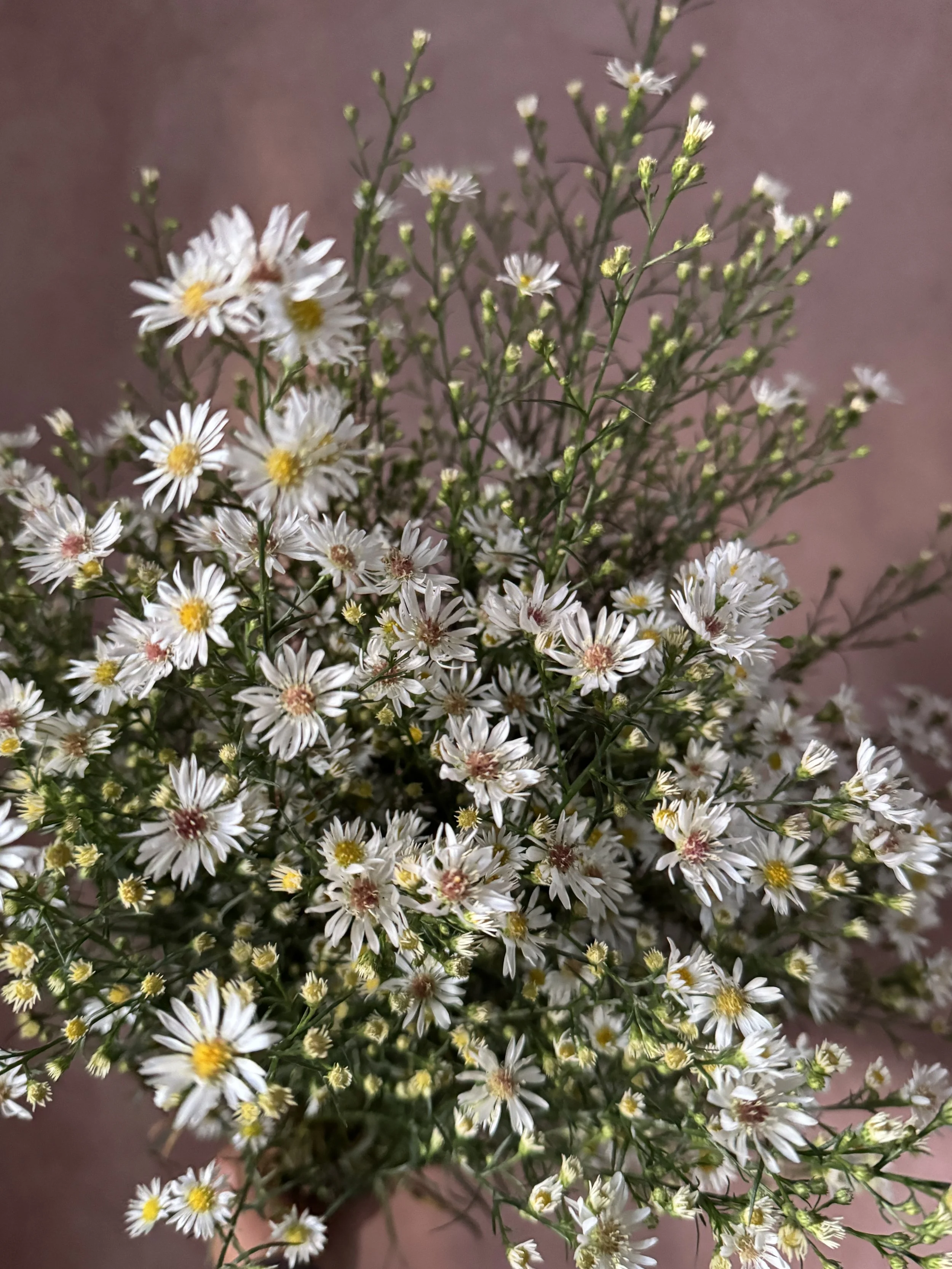ASTER ericoides Monte Cassino