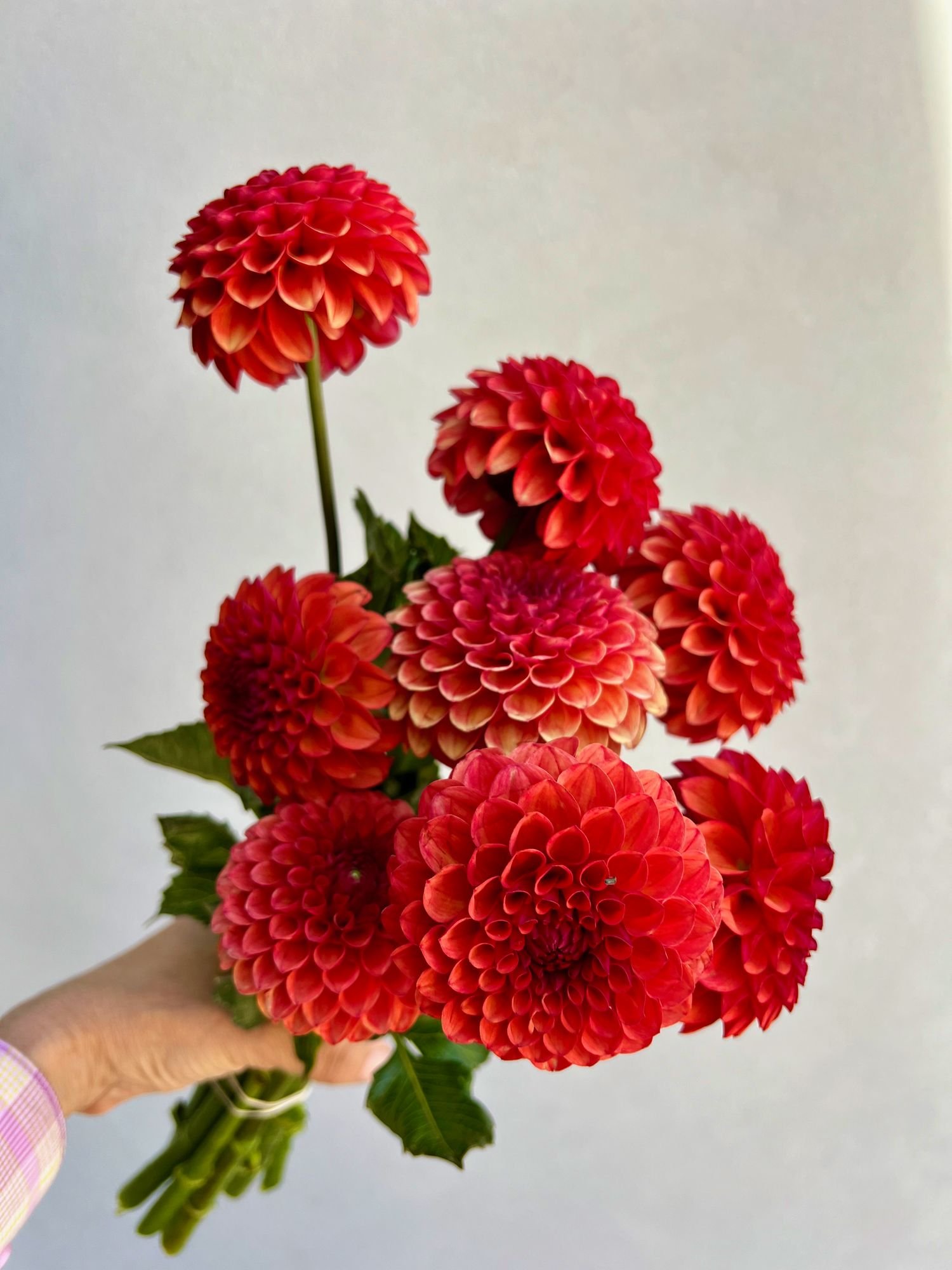DAHLIA Brown Sugar