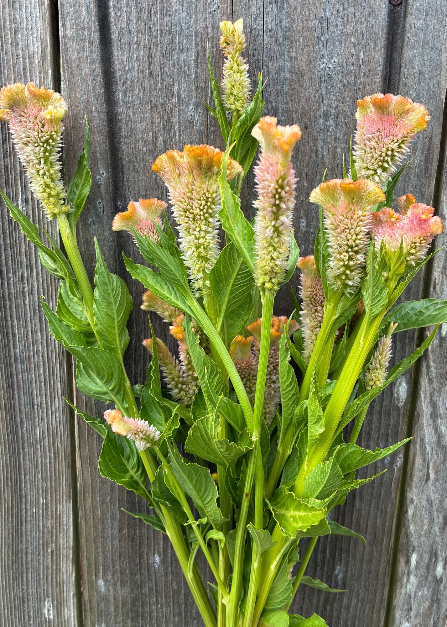 CELOSIA argentea var. cristata Crystal Beauty