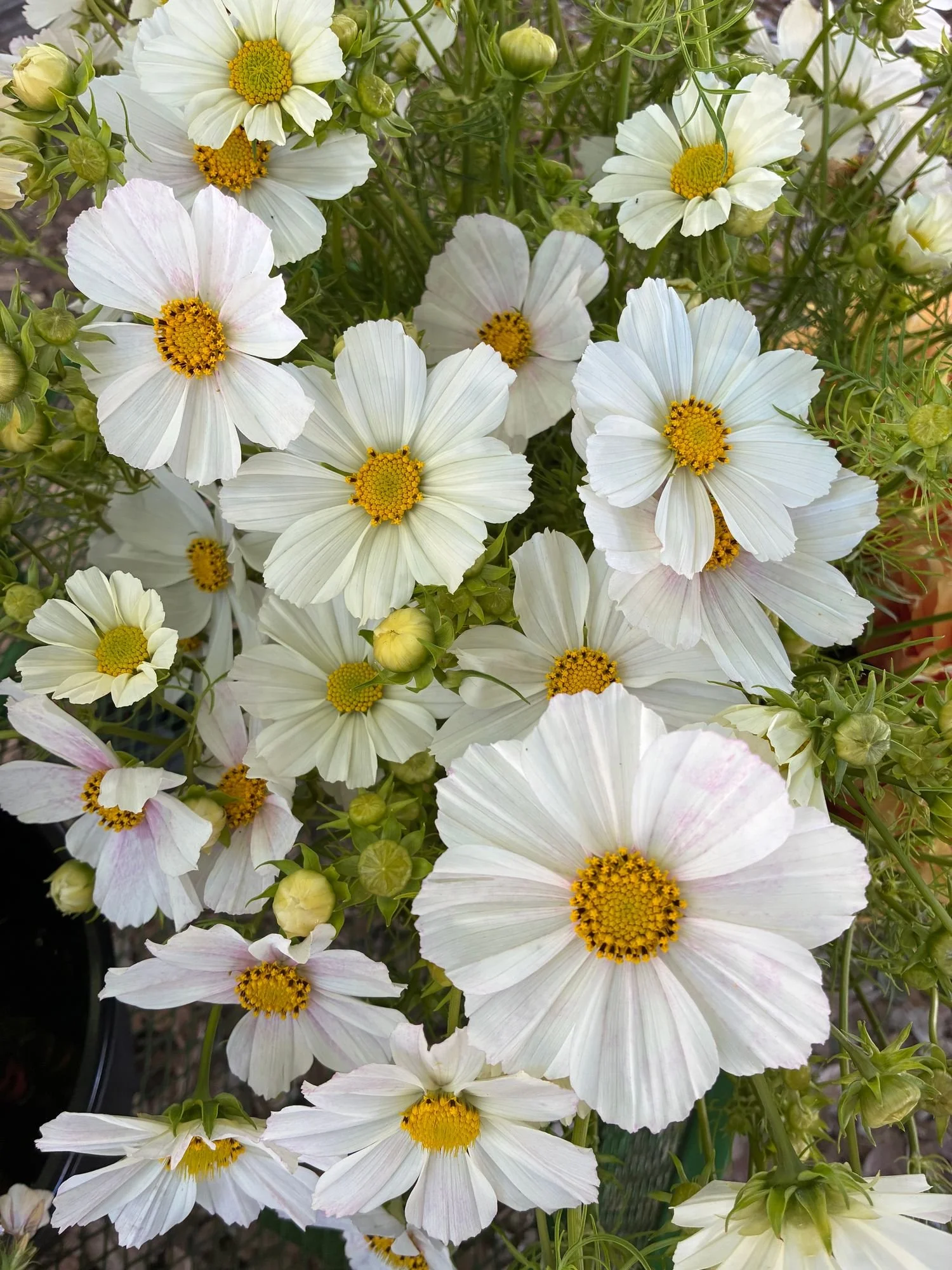 COSMOS bipinnatus Versailles Flush
