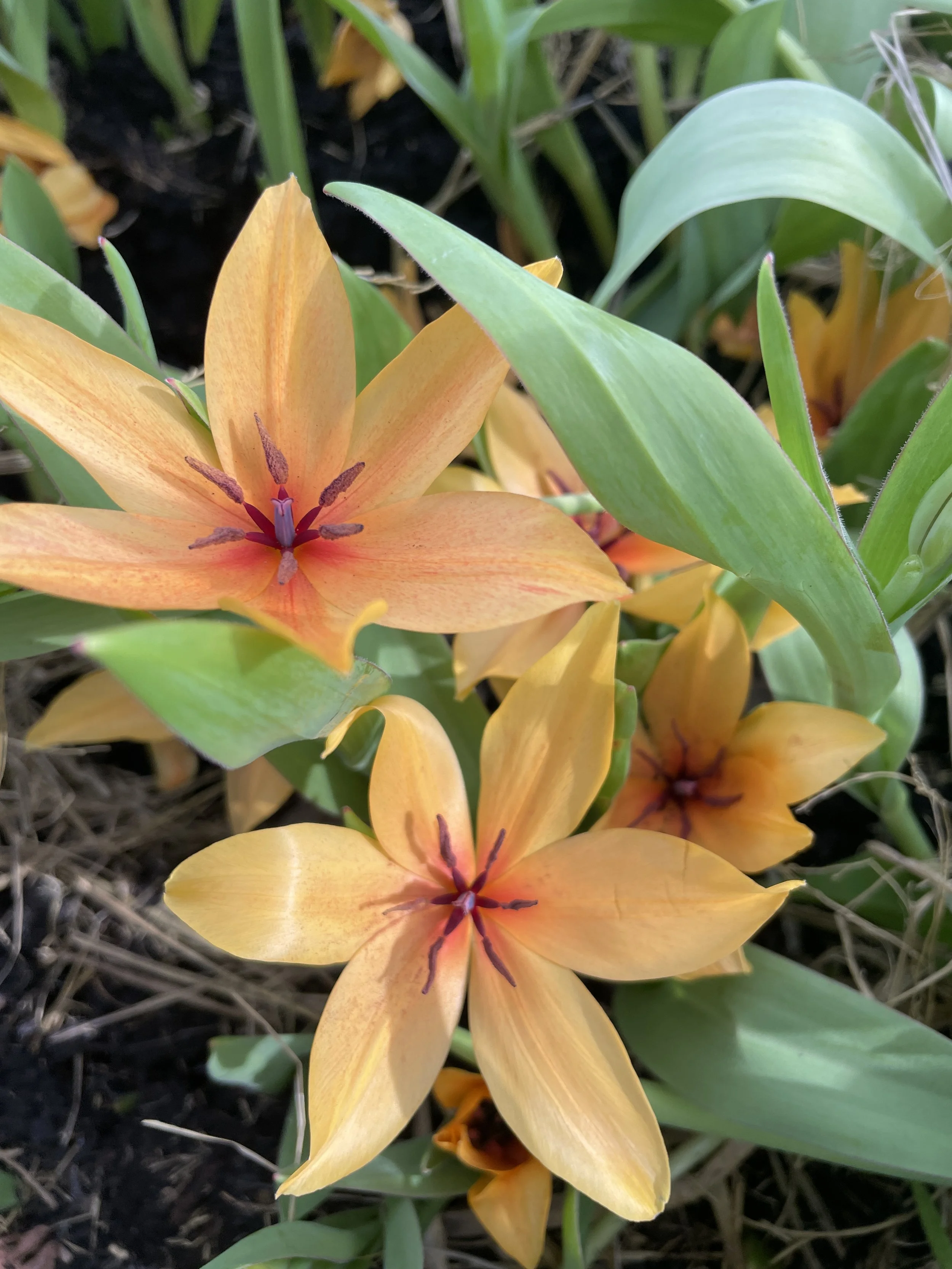 TULIPA praestans Shogun