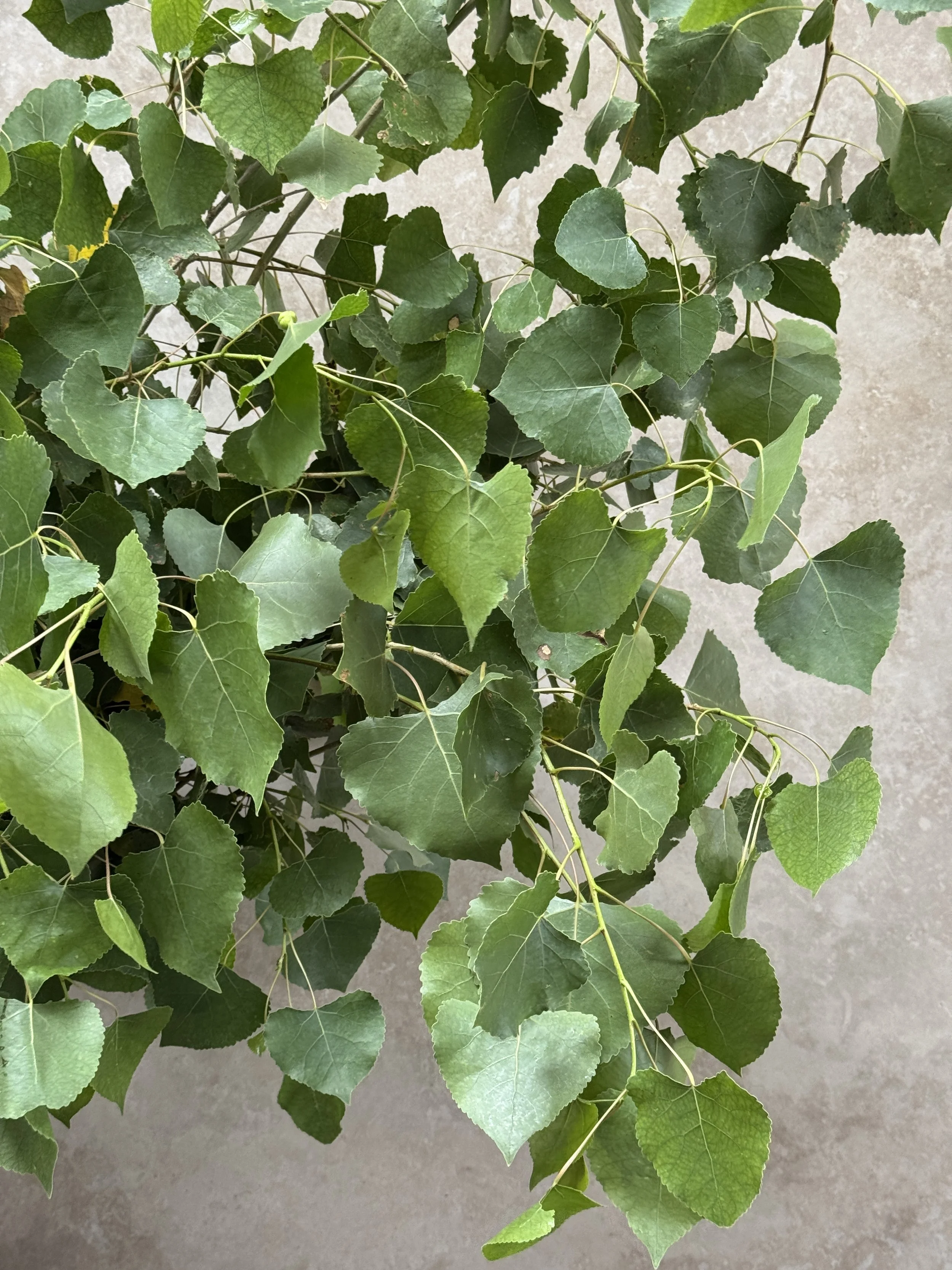 POPULUS fremontii