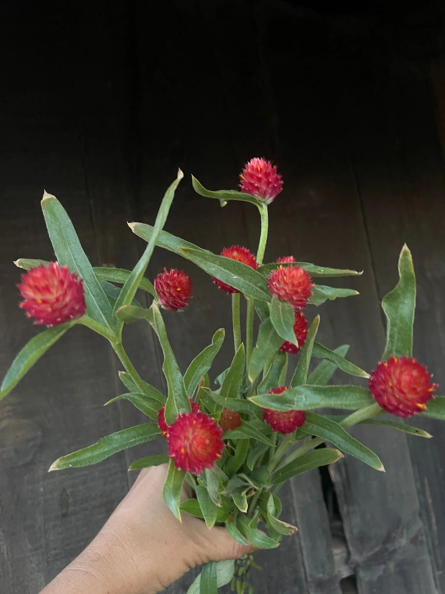 GOMPHRENA haageana Strawberry Fields