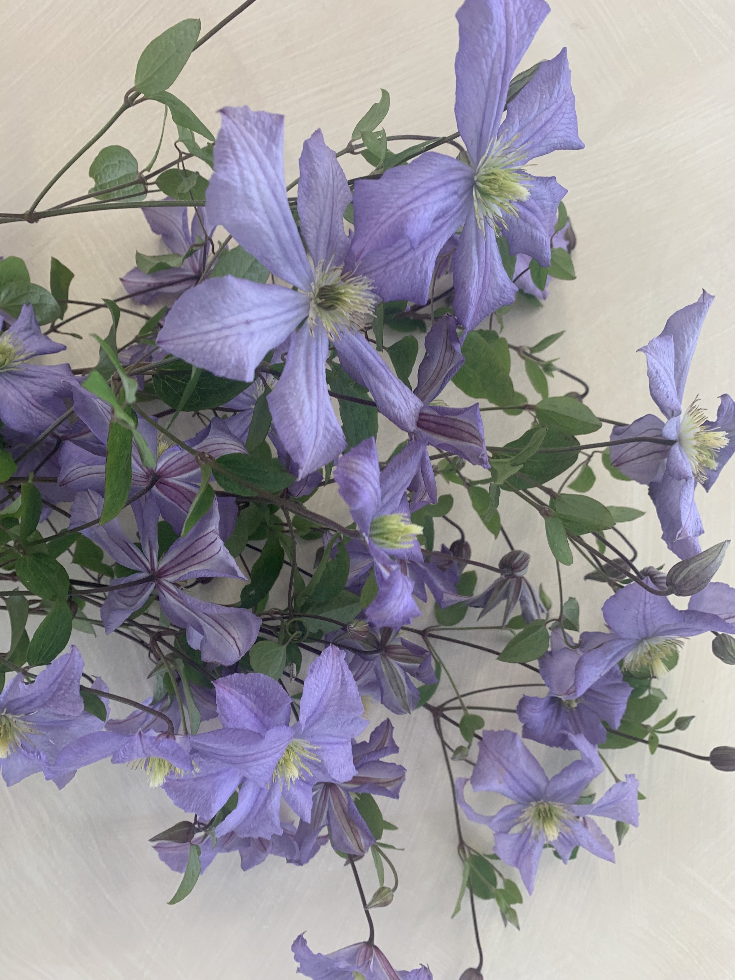 Clematis