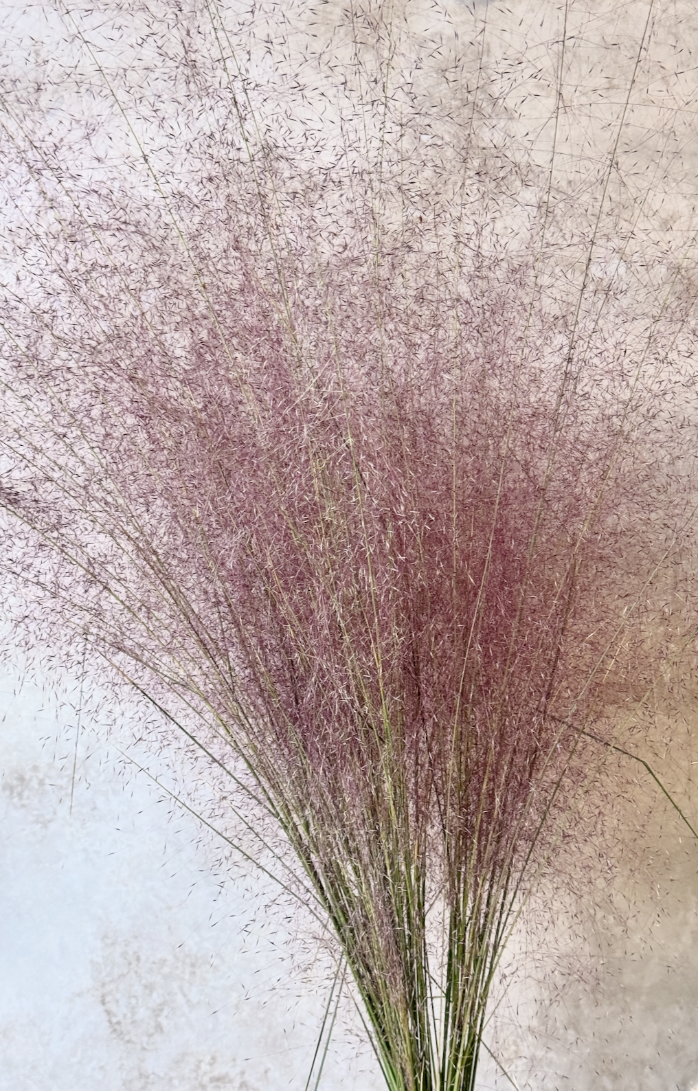 MUHLENBERGIA capillaris Pink Muhly Grass