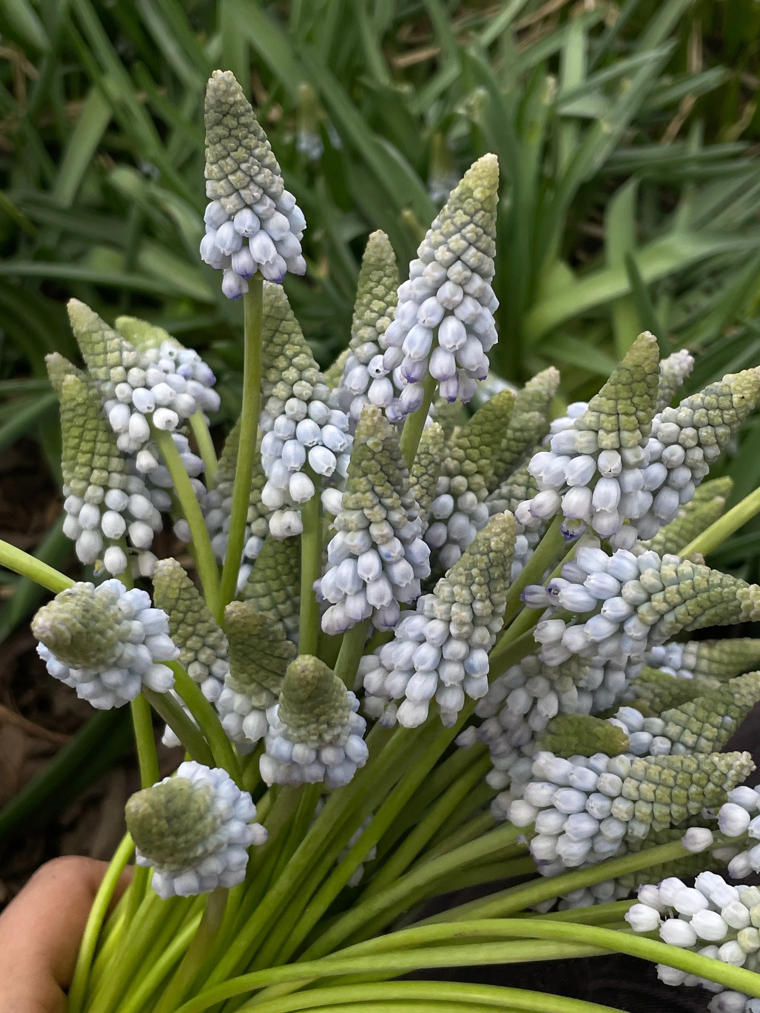 MUSCARI aucheri Ocean Magic